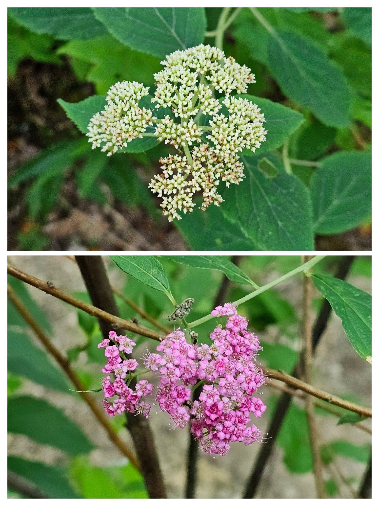Wild Hydrangea and Japanese Spirea.