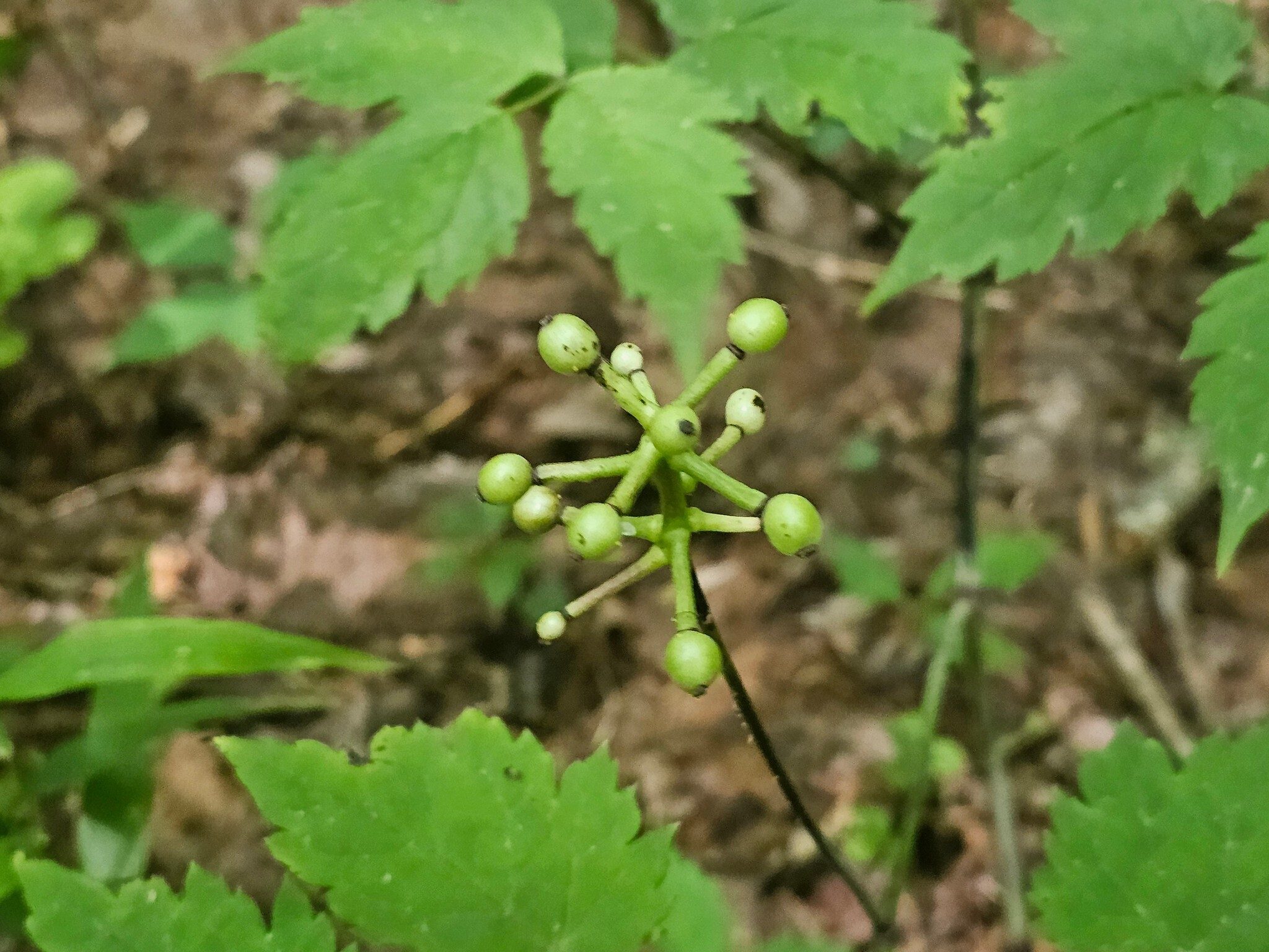 Kim spotted this White Baneberry in fruit, aka Doll Eyes.  They will be strikingly white in a few weeks.
