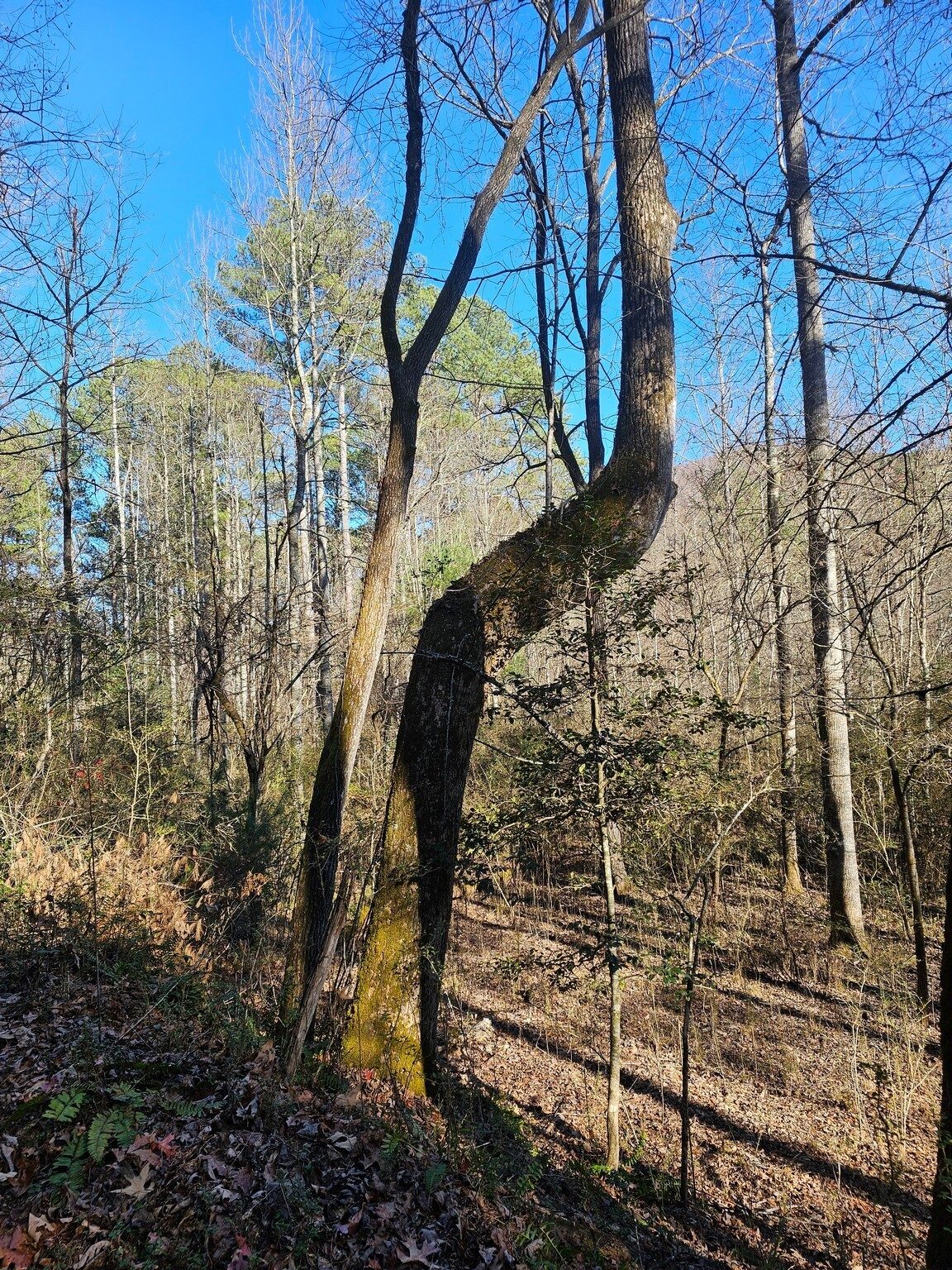 Another interesting tree determined to adapt and survive.