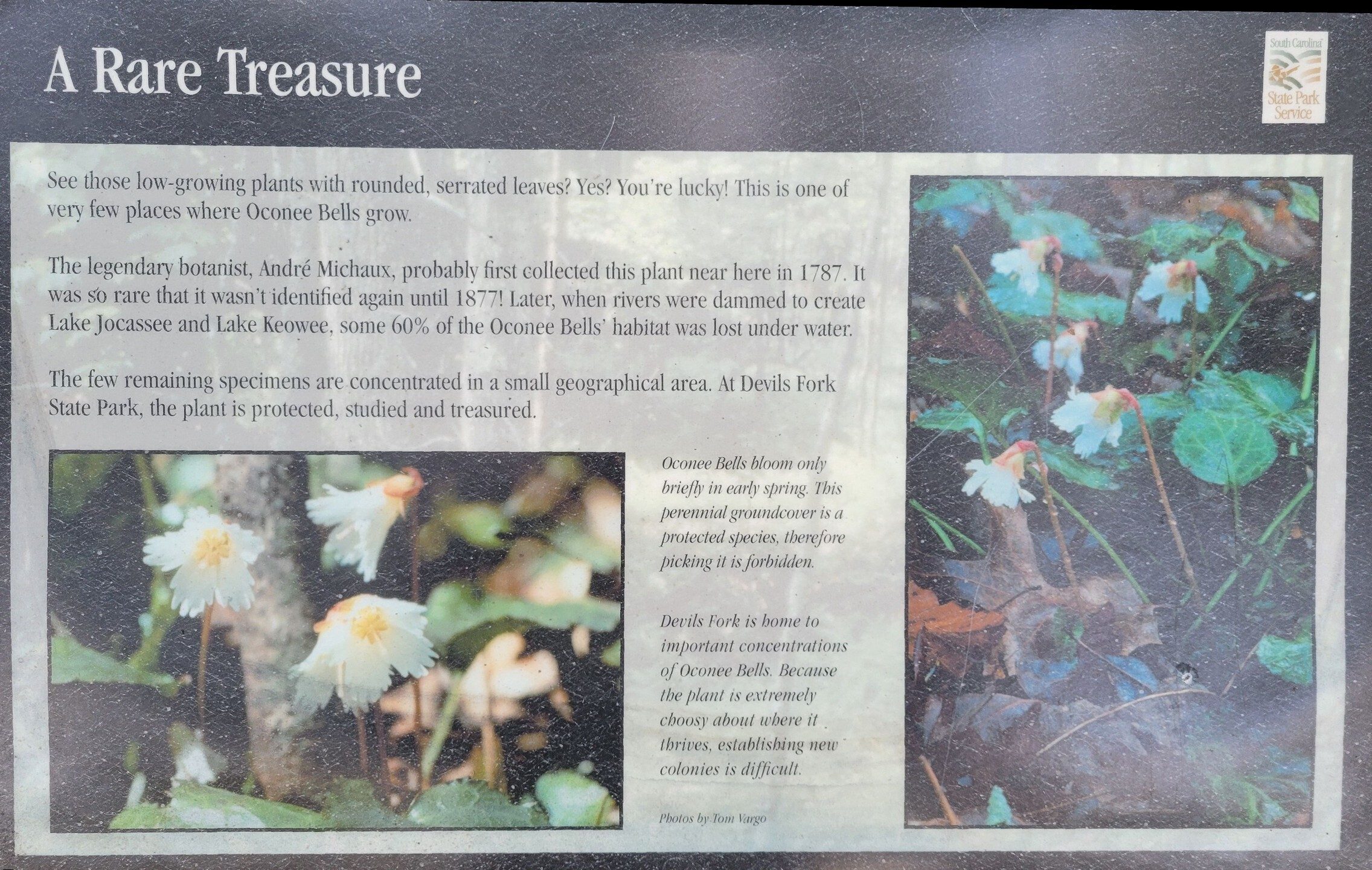 Just some information of this rare wildflower.