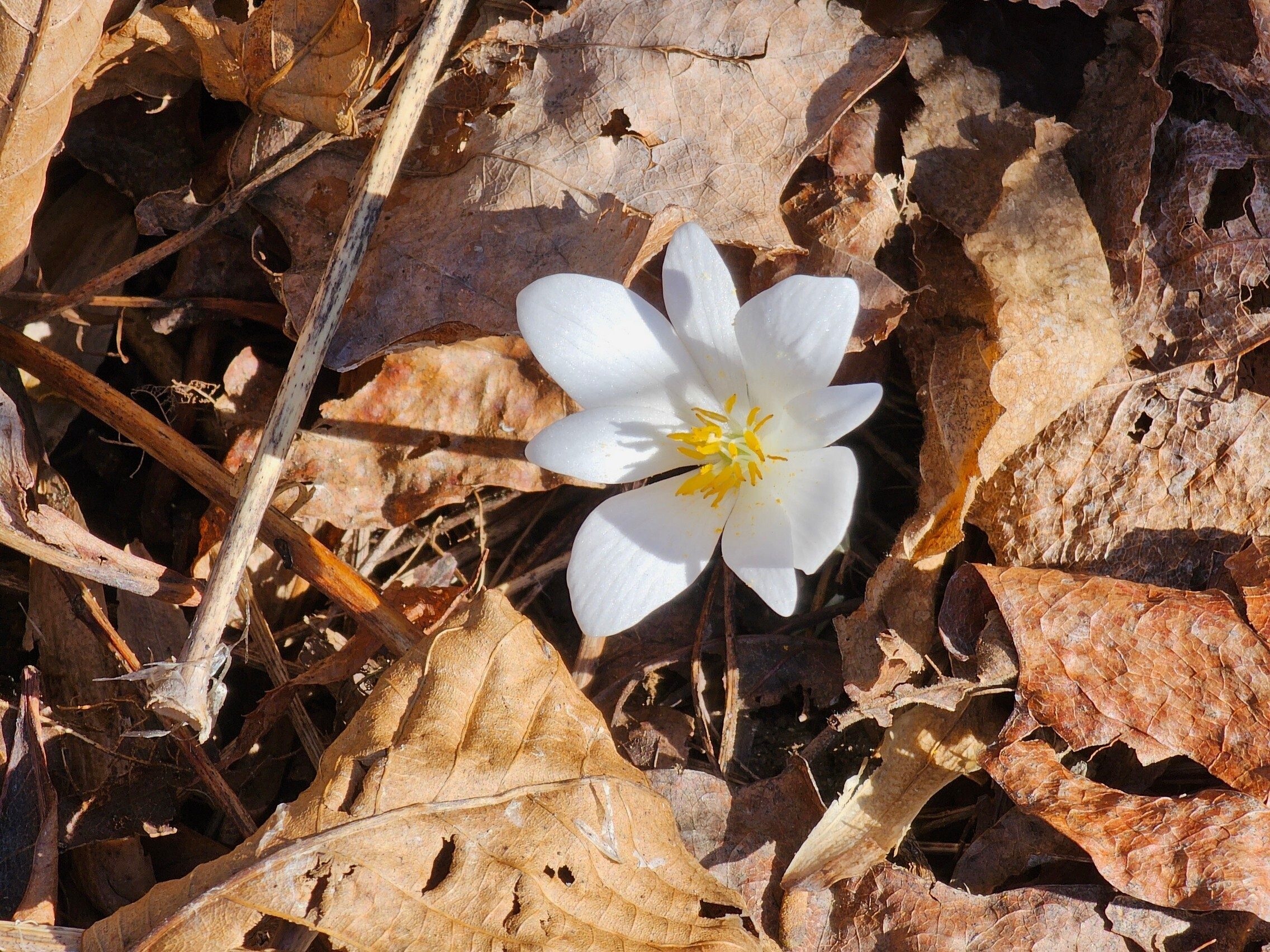Just a few examples of Bloodroot sprouting along the trail.