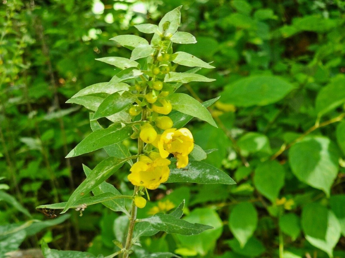 A nice find: Downy yellow false foxglove