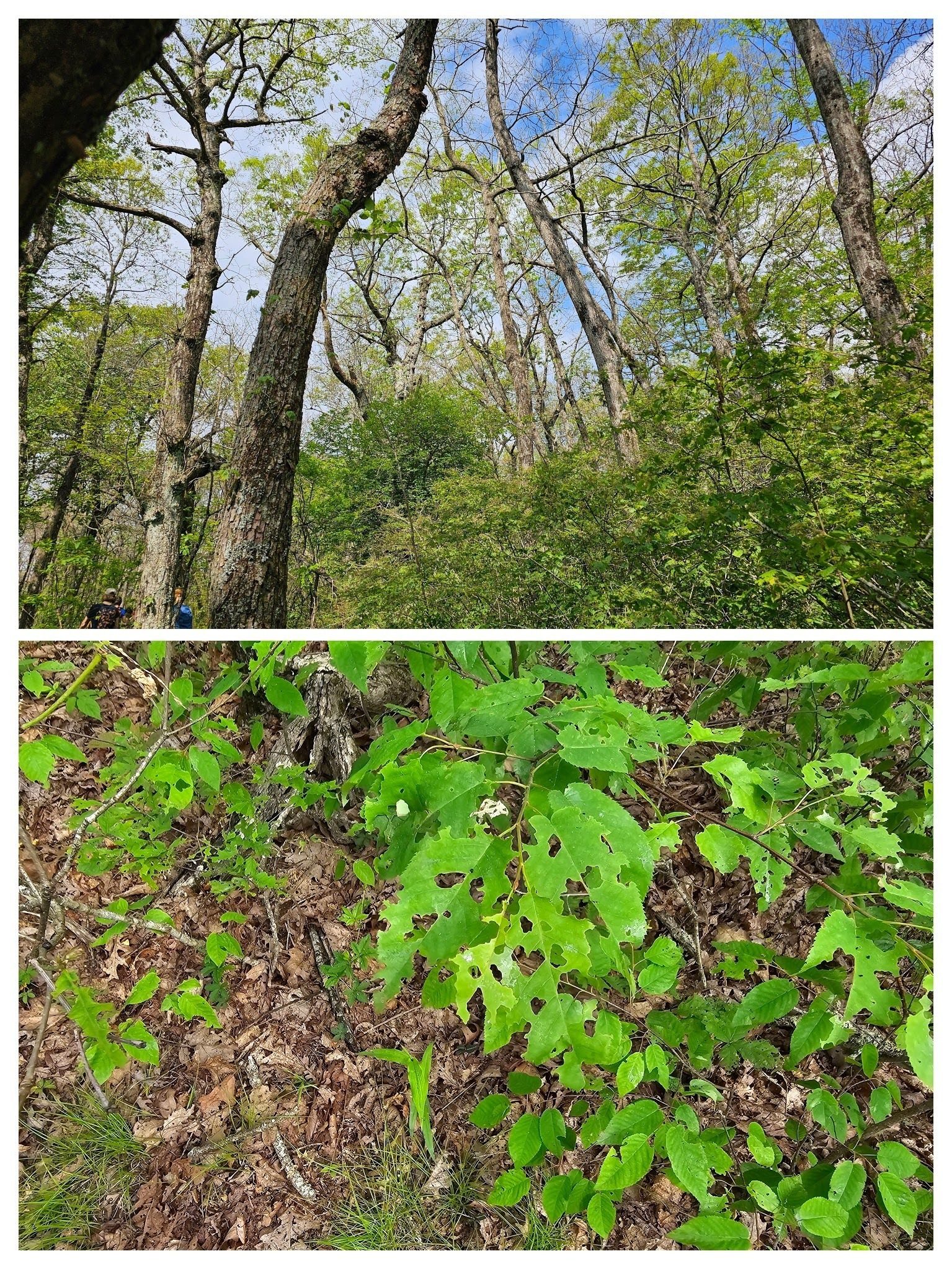 Tree canopy damage by the Contracted Datana Moth caterpillar.  "Great  food for for all the birds that migrate here for the  summer."