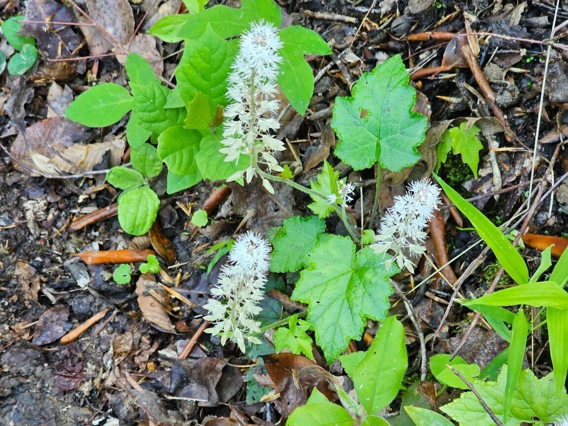 Almost forgot these Foam Flowers which were in abundance along most of the trail.