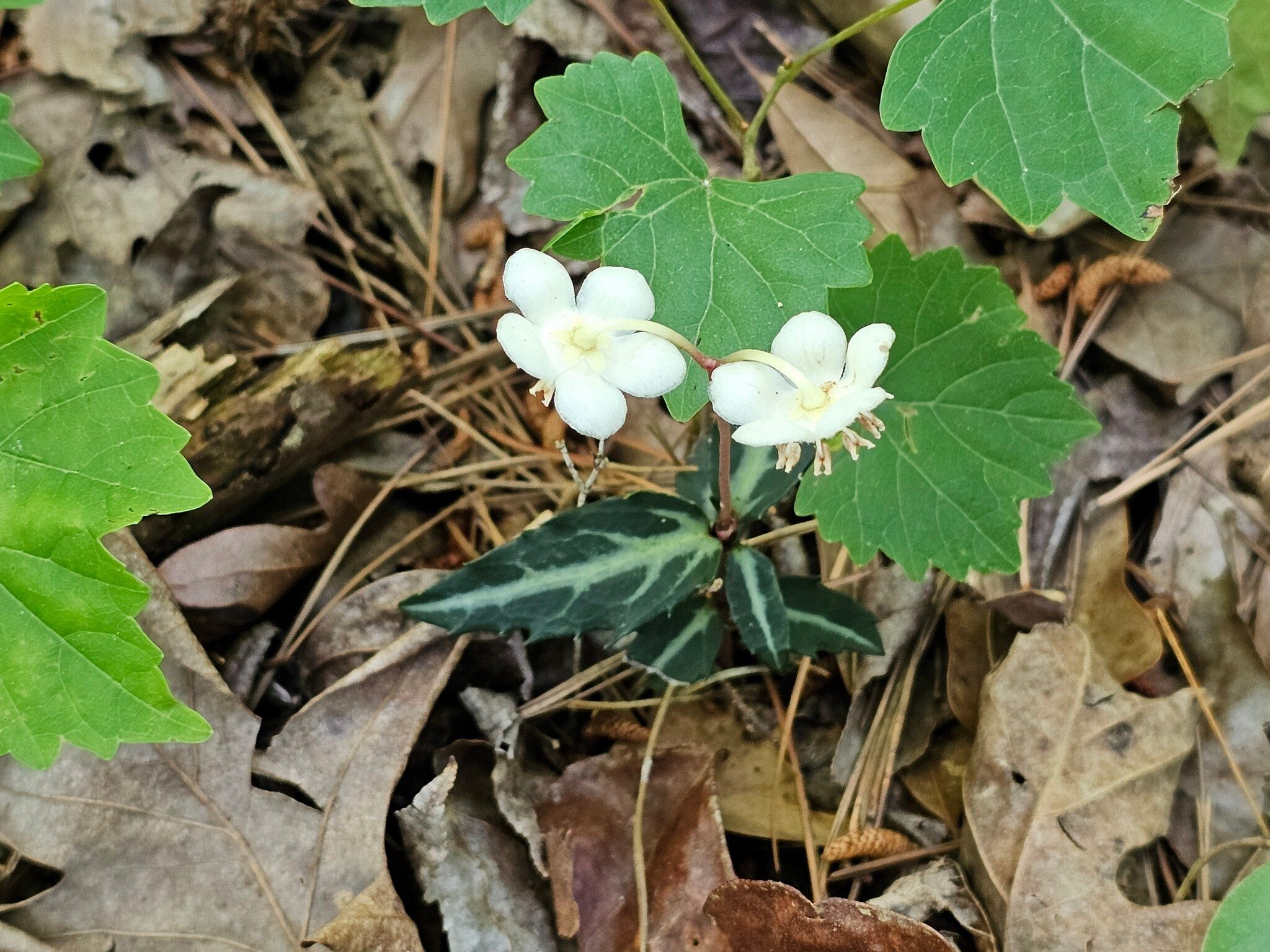 Lynn spotted this Pipsissewa (aka Spotted or Striped Wintergreen).  The only type of wildflower seen today.
