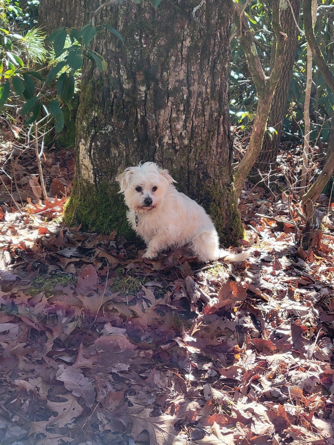 Cutie Pie waiting patiently at the end of this hike.