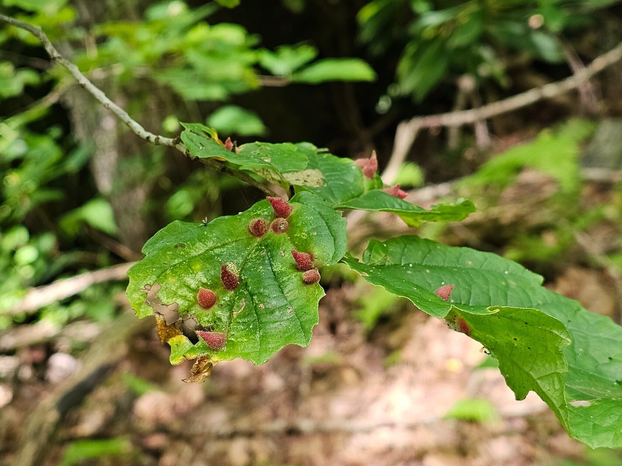 Witch Hazel Cone Gall Aphid.  Really curious.