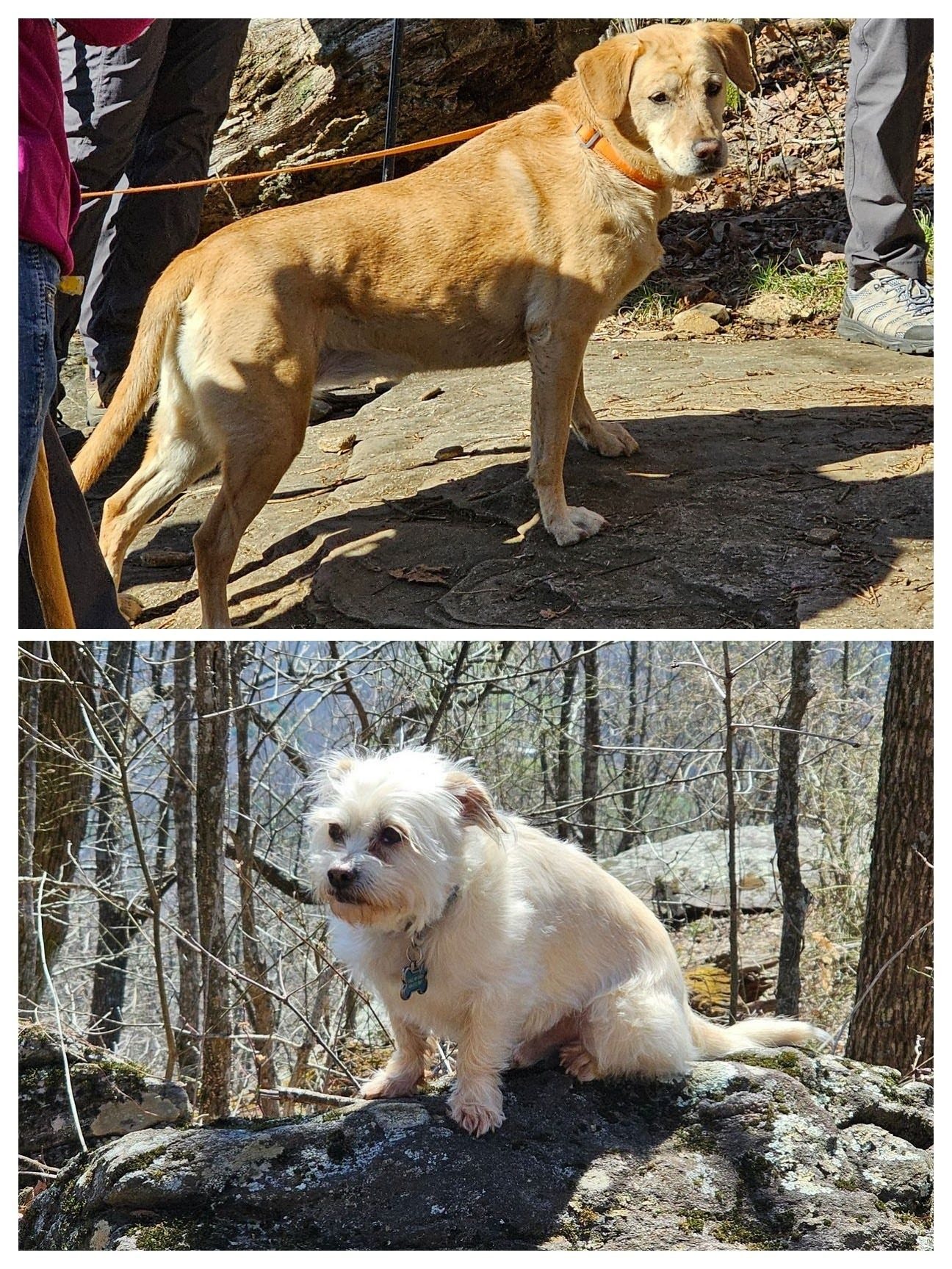 Easygoing trail dogs like Squirt (top) and Cutie Pie (bottom) are alway fun to have along.