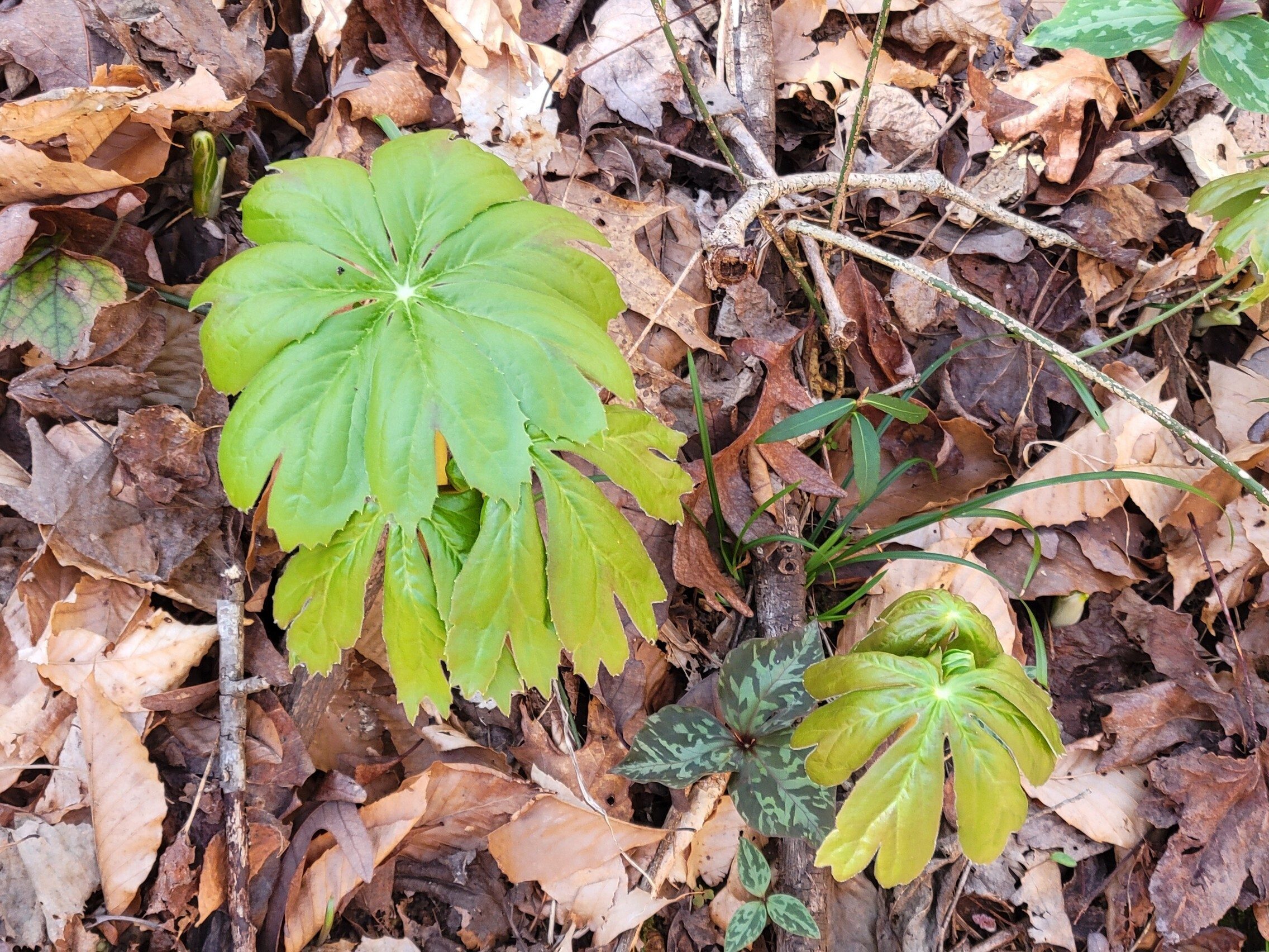 Even some May Apples sprouting through the leaves.