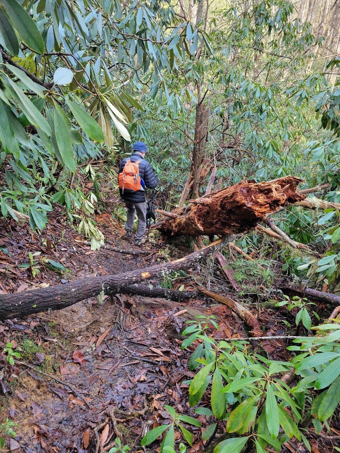 But there were  a few passable deadfalls.