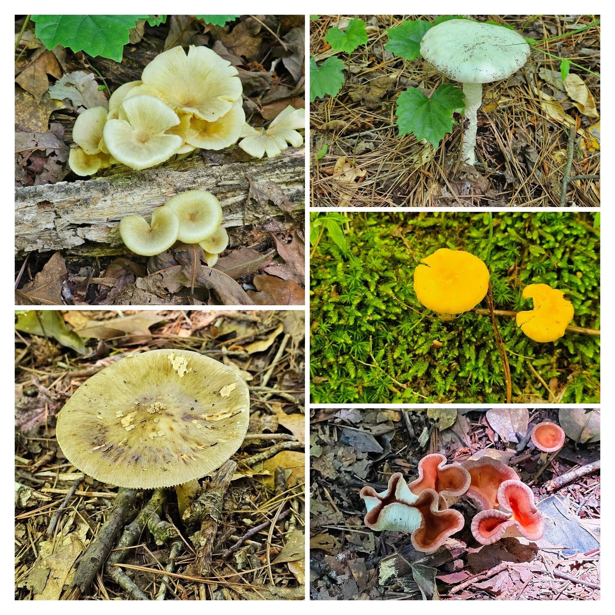 Several types of fungi provide sporadic color along the trail.