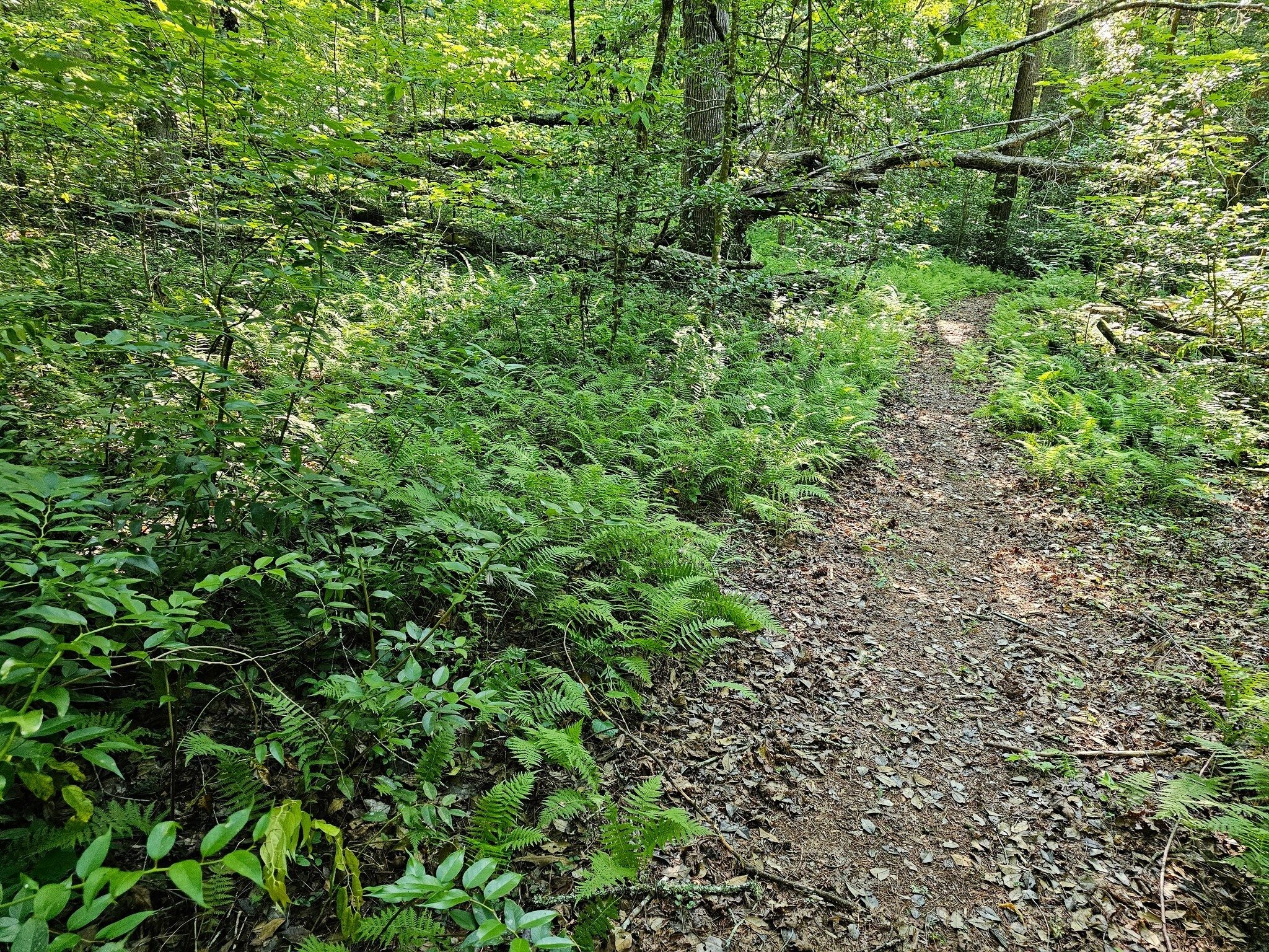 Lots of ferns along this trail.