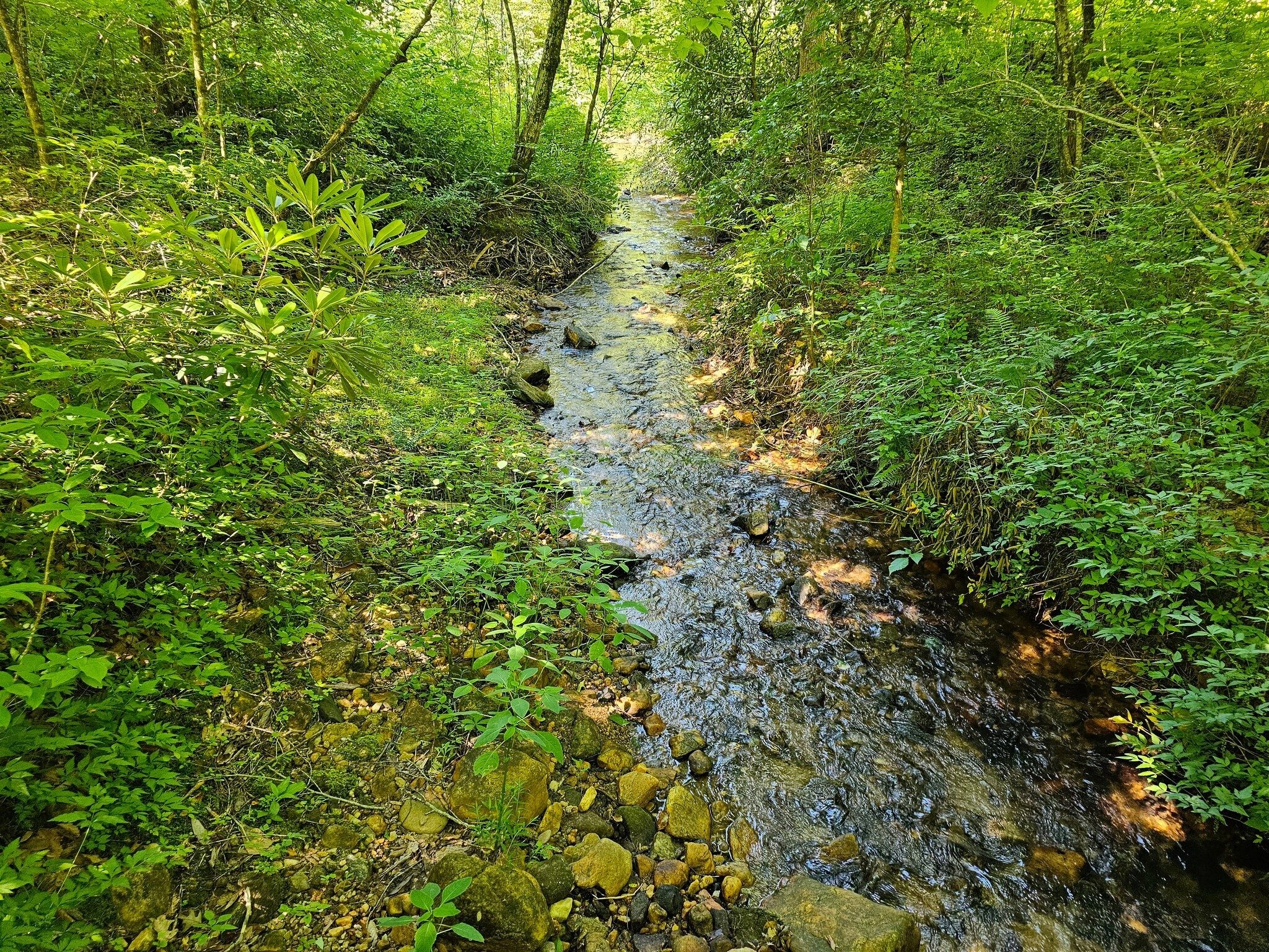 A look up an unnamed tributary to Dukes Creek from  "Gold Rush Bridge" as we finish our hike on Fisherman's Trail.