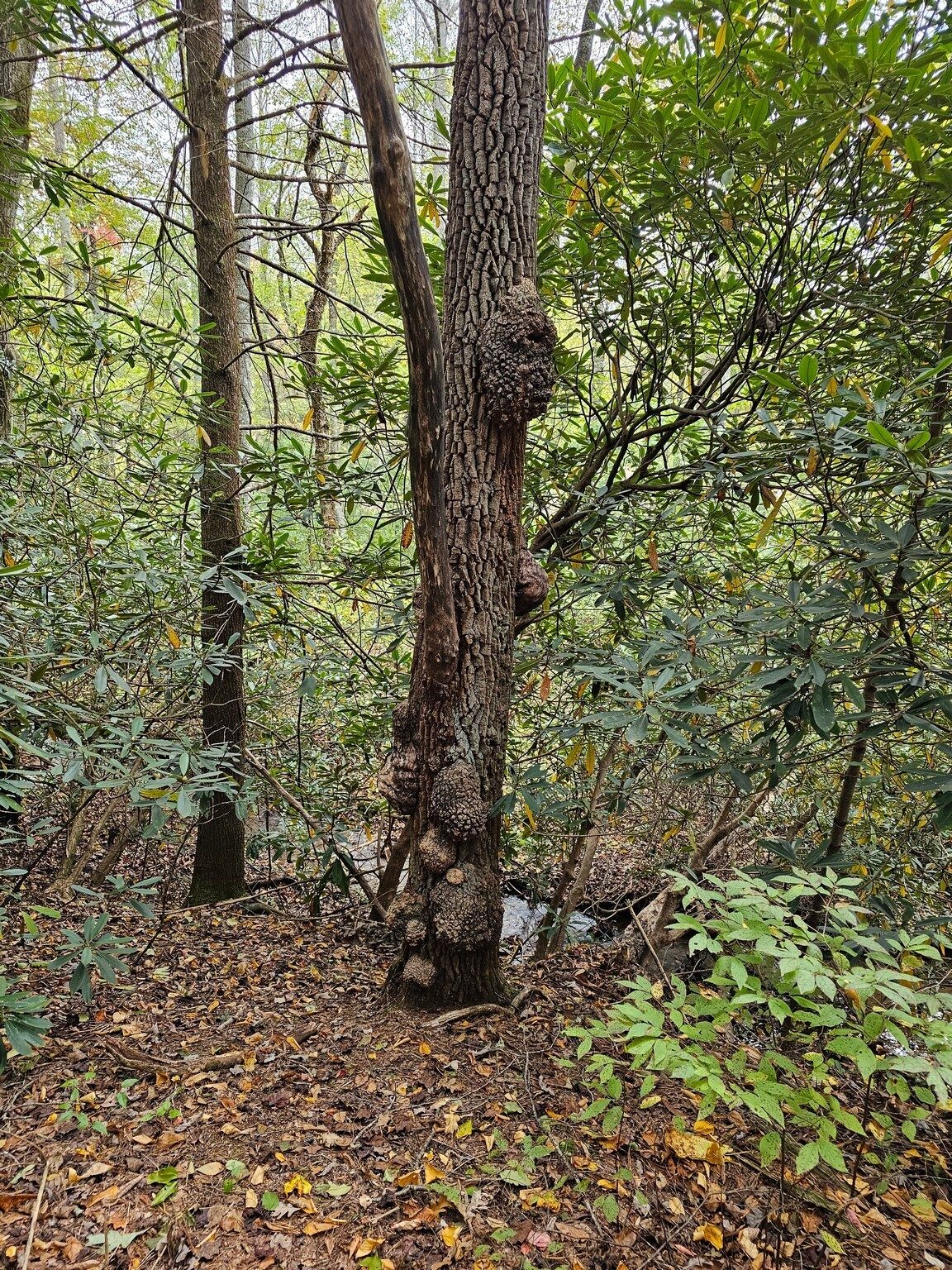 Alway love those gnarly trees.