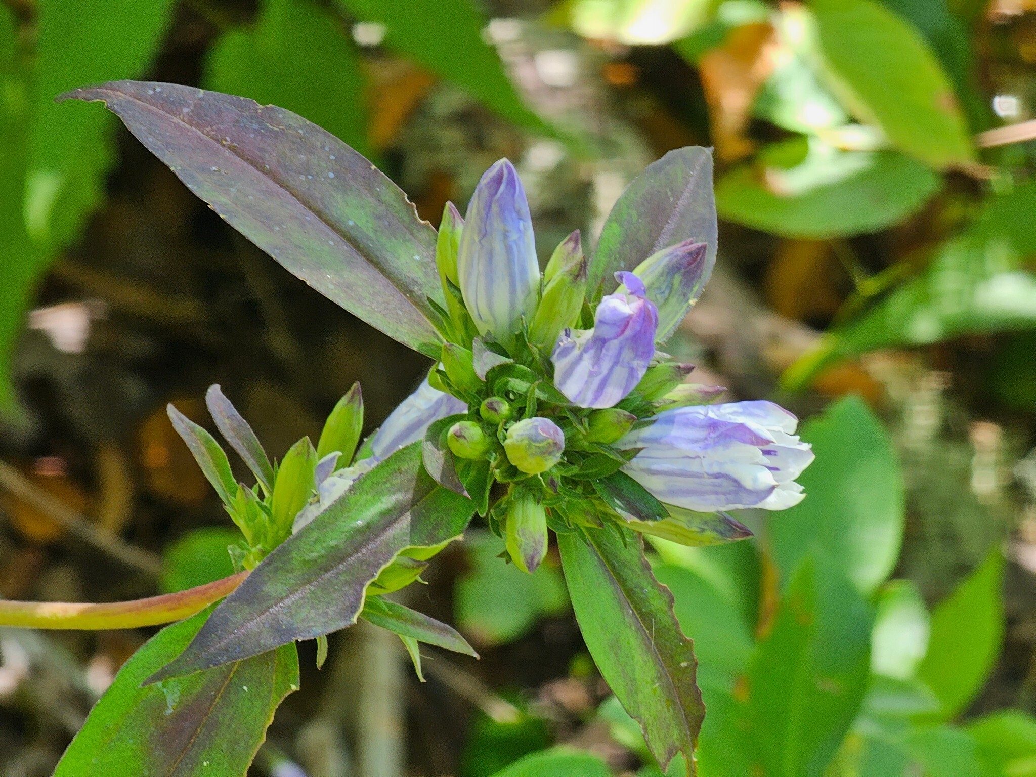 A nice surprise of  Soapwort Gentiana ?? on our way back down Wesser Bald.