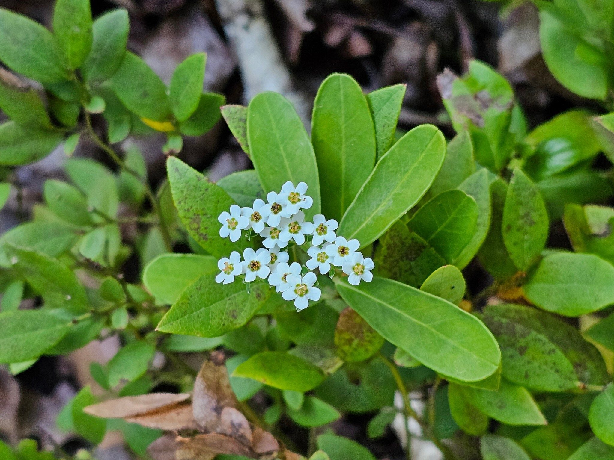 Some Flowering Spurge towards the end of the hike.
