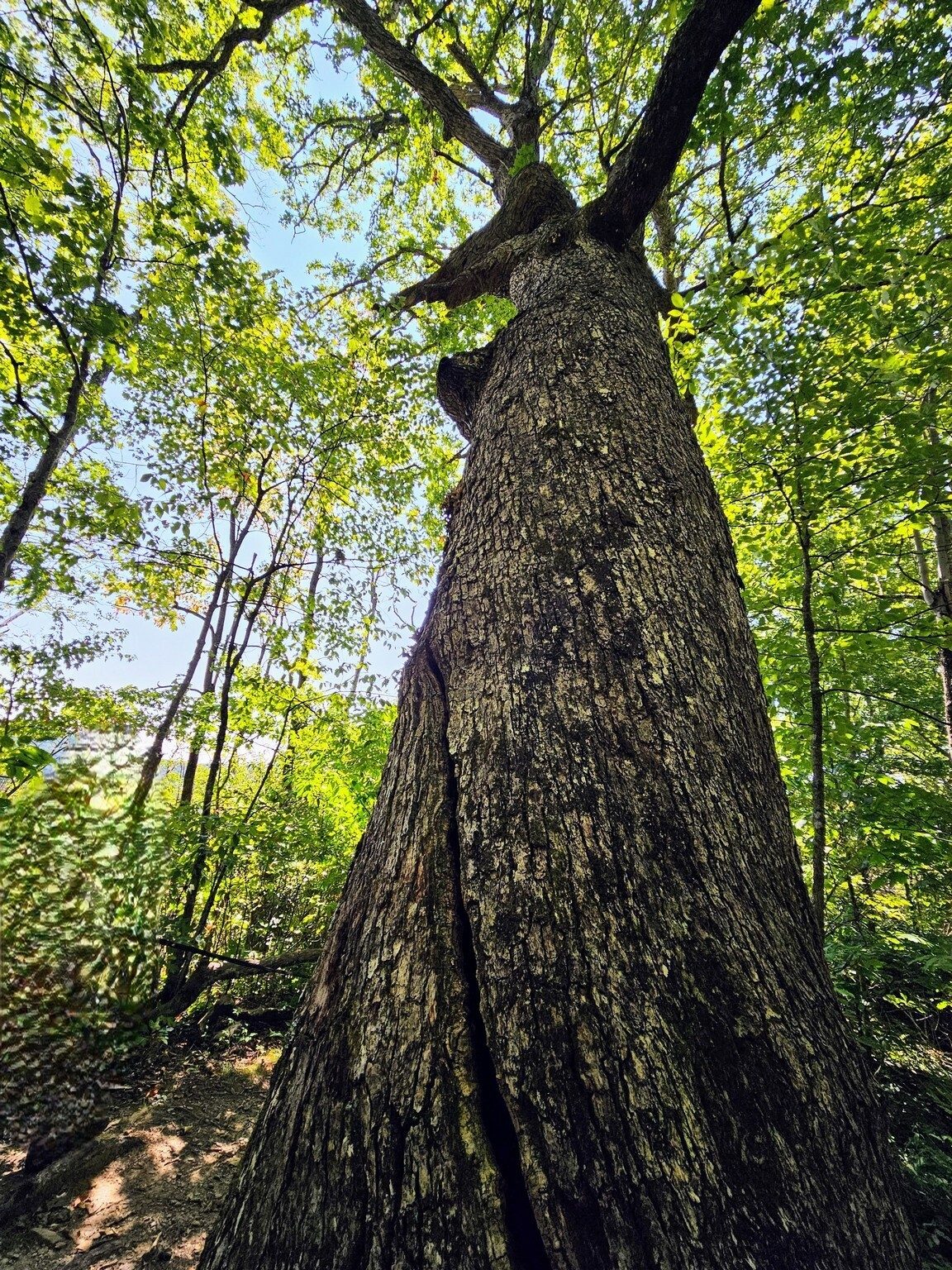 This large tree with a very long split in its bark caught our attention.
