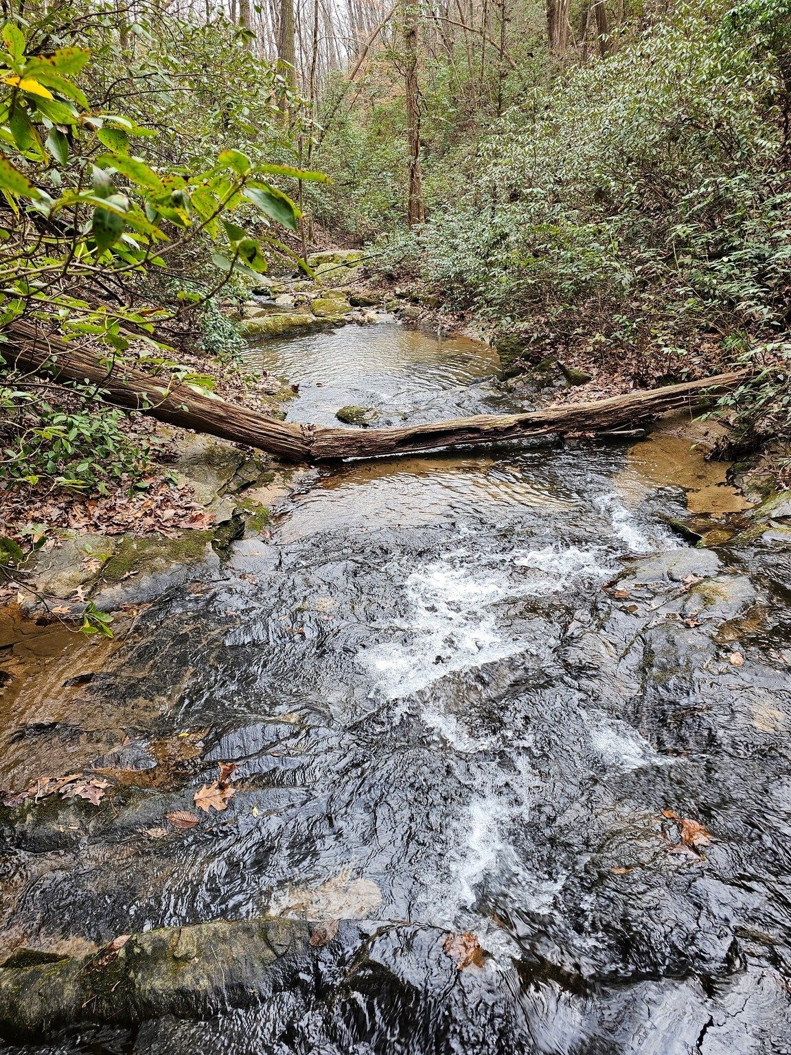Looking downstream from Tabor Falls.