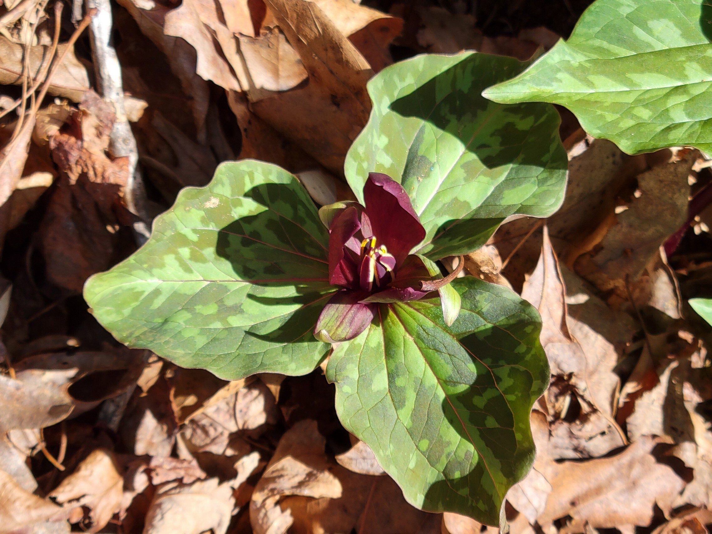Lots of these Red Toadshade Trillium today.