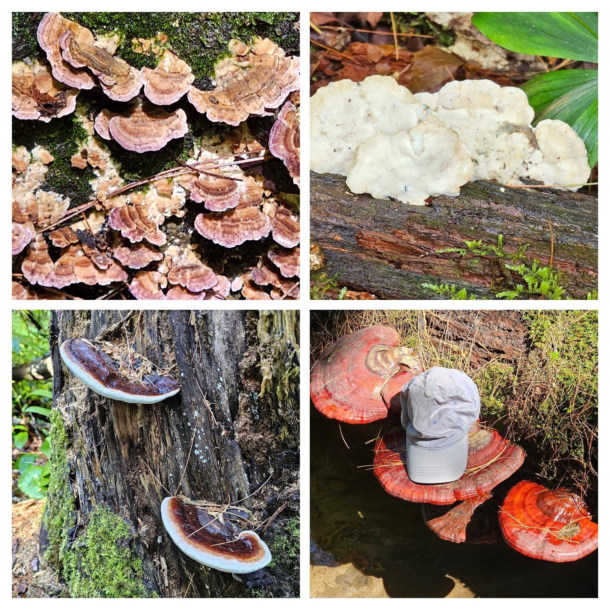 Some interesting fungus today, especially the large one in the lower right frame.