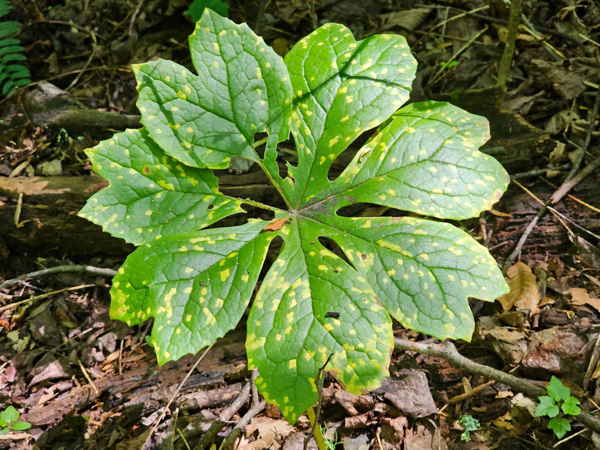 We didn't expect to see any Mayapple and this one example was visually interesting with its mottled leaves.