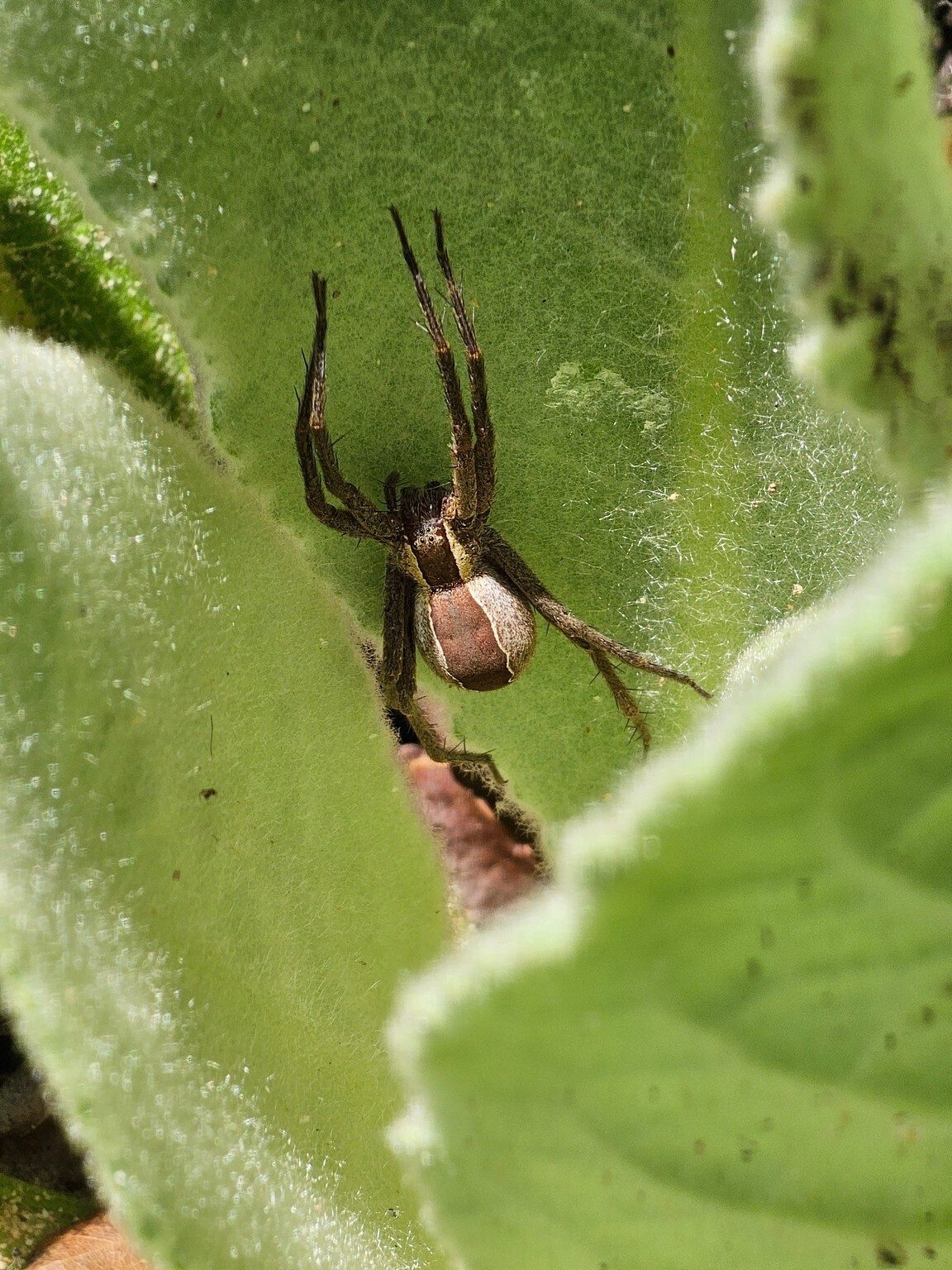 A large spider enjoying a sunny spot on a Mullein leaf.
