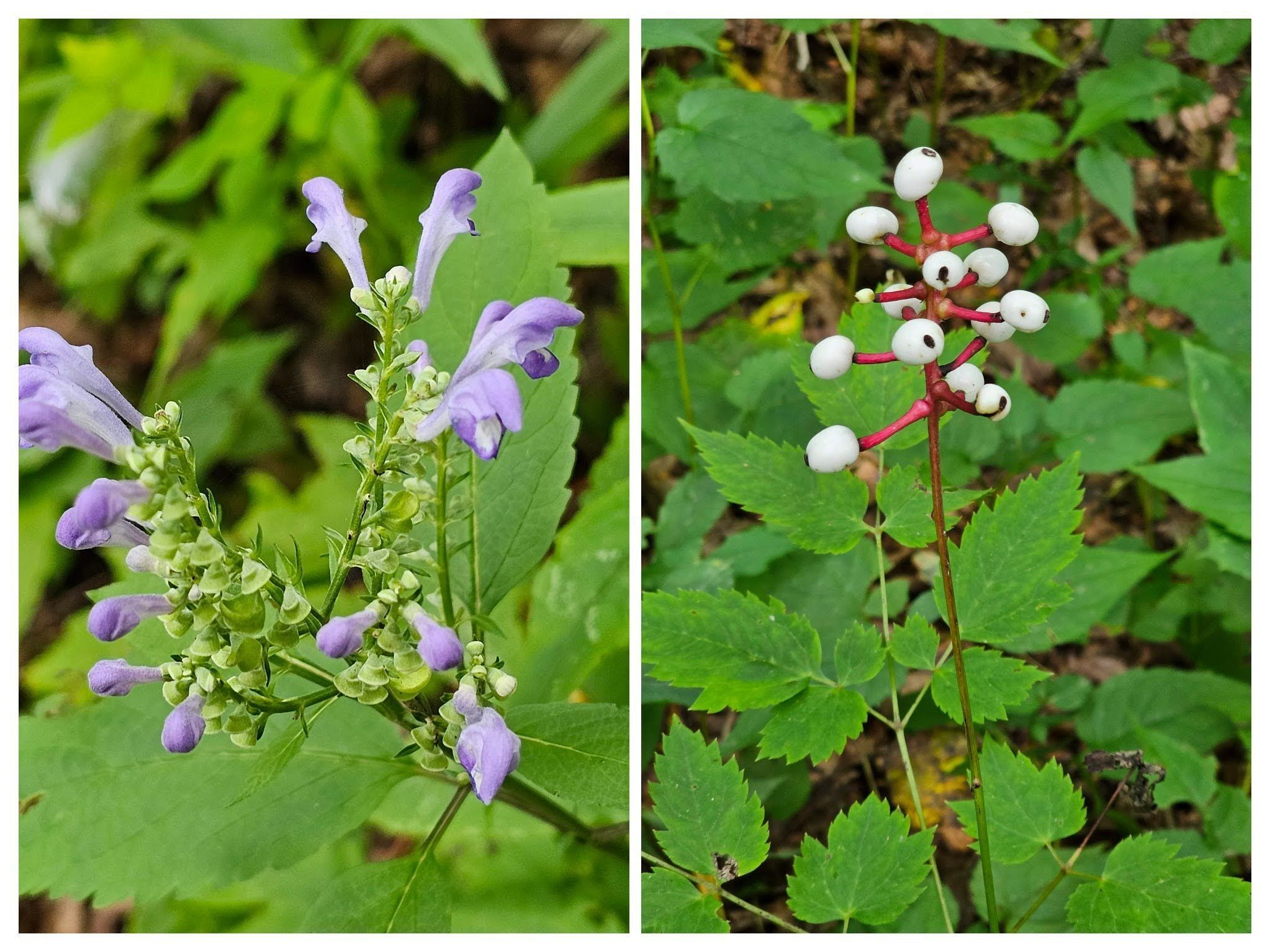 Hoary skullcap (L) & Doll's Eyes (R), the fruit of White baneberry.
