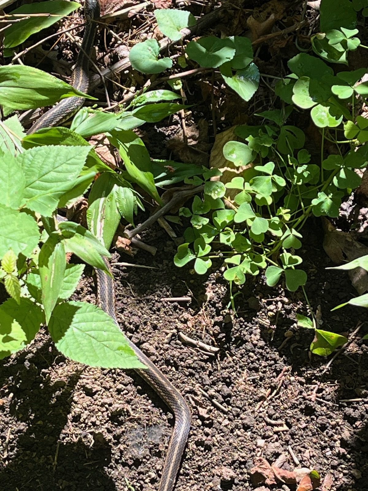 Gerald Richardson took a picture of this Garter Snake  along the trail as we headed back.