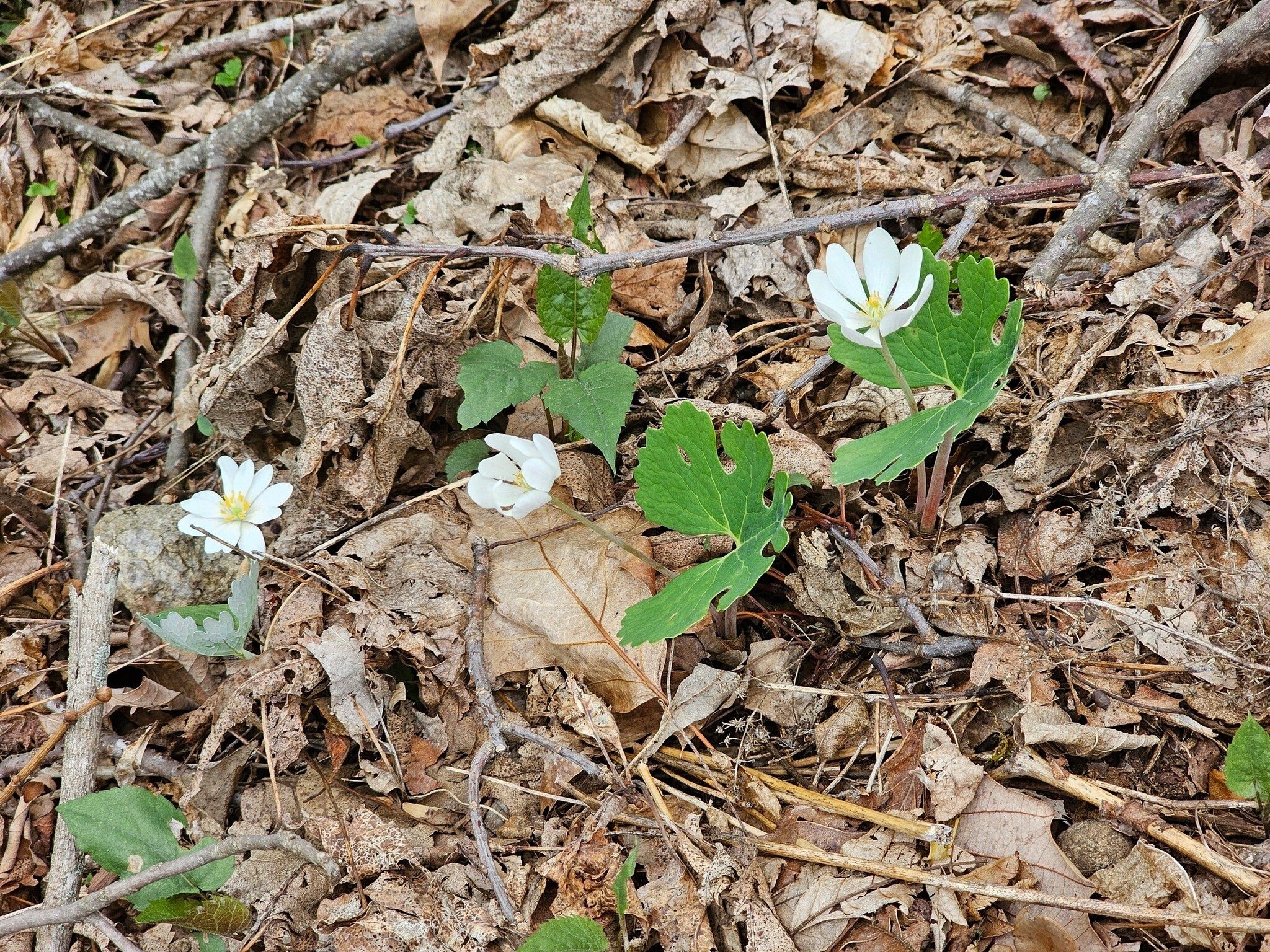 A few late Bloodroot, too.
