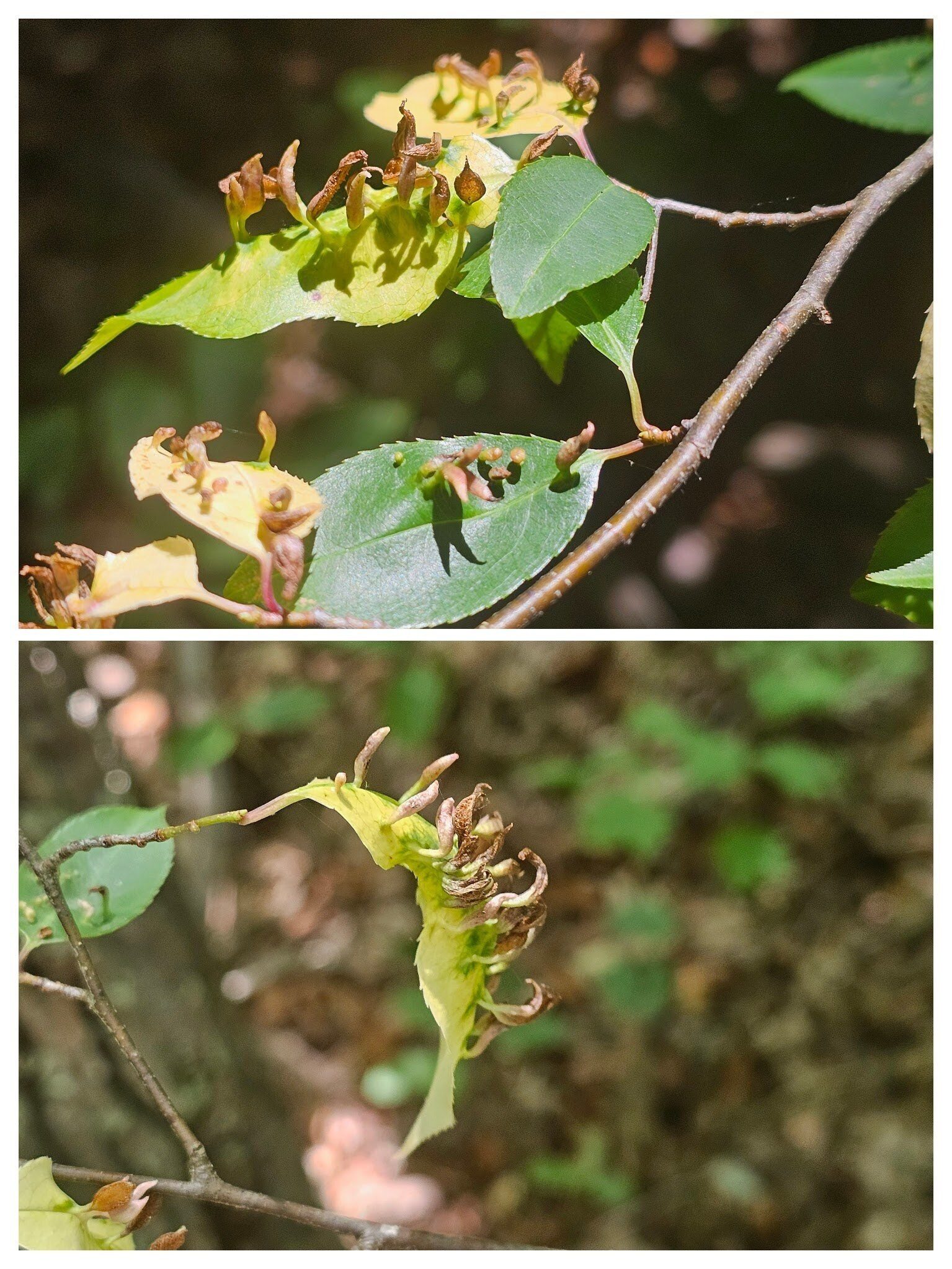 Perhaps the most unusual sighting of the hike was these spindle galls formed by eriophyid mites on the leaves of a Cherry tree along our trail.