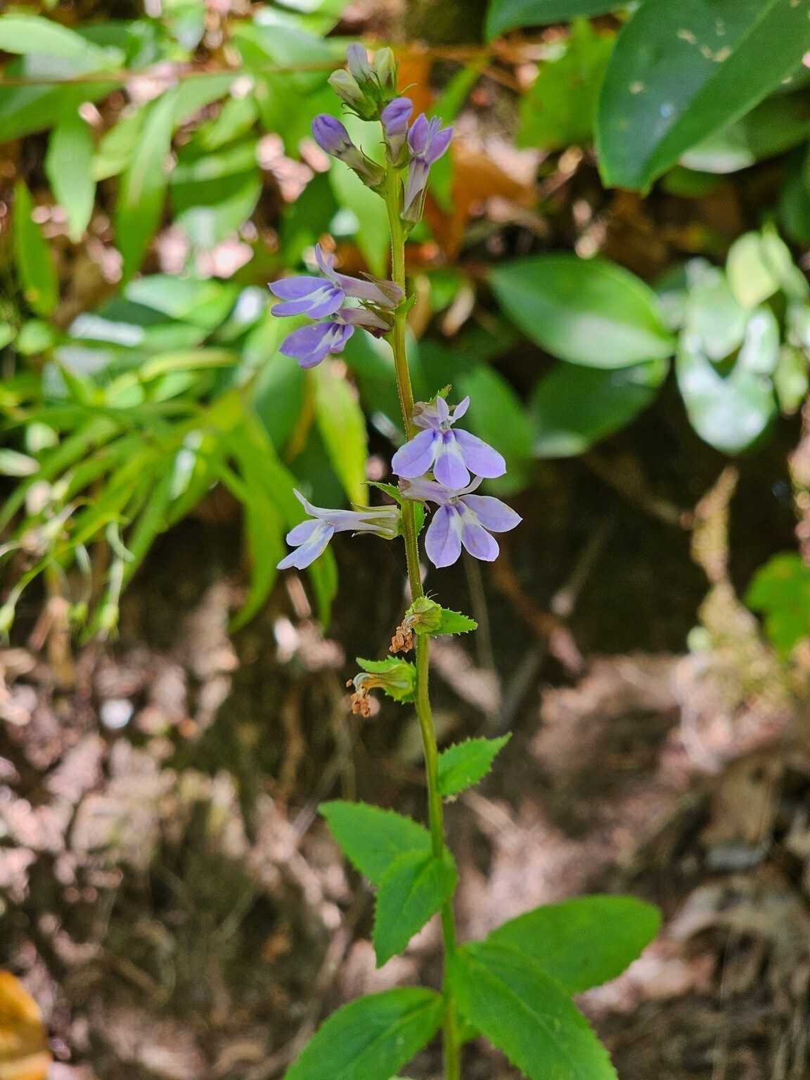 Seems like a great day for lavender flowers on this side of the mountain.  In this case, Great blue lobelia, I believe.  My botany professor, Dr. Patton, would have given me an "F" for this guessing.