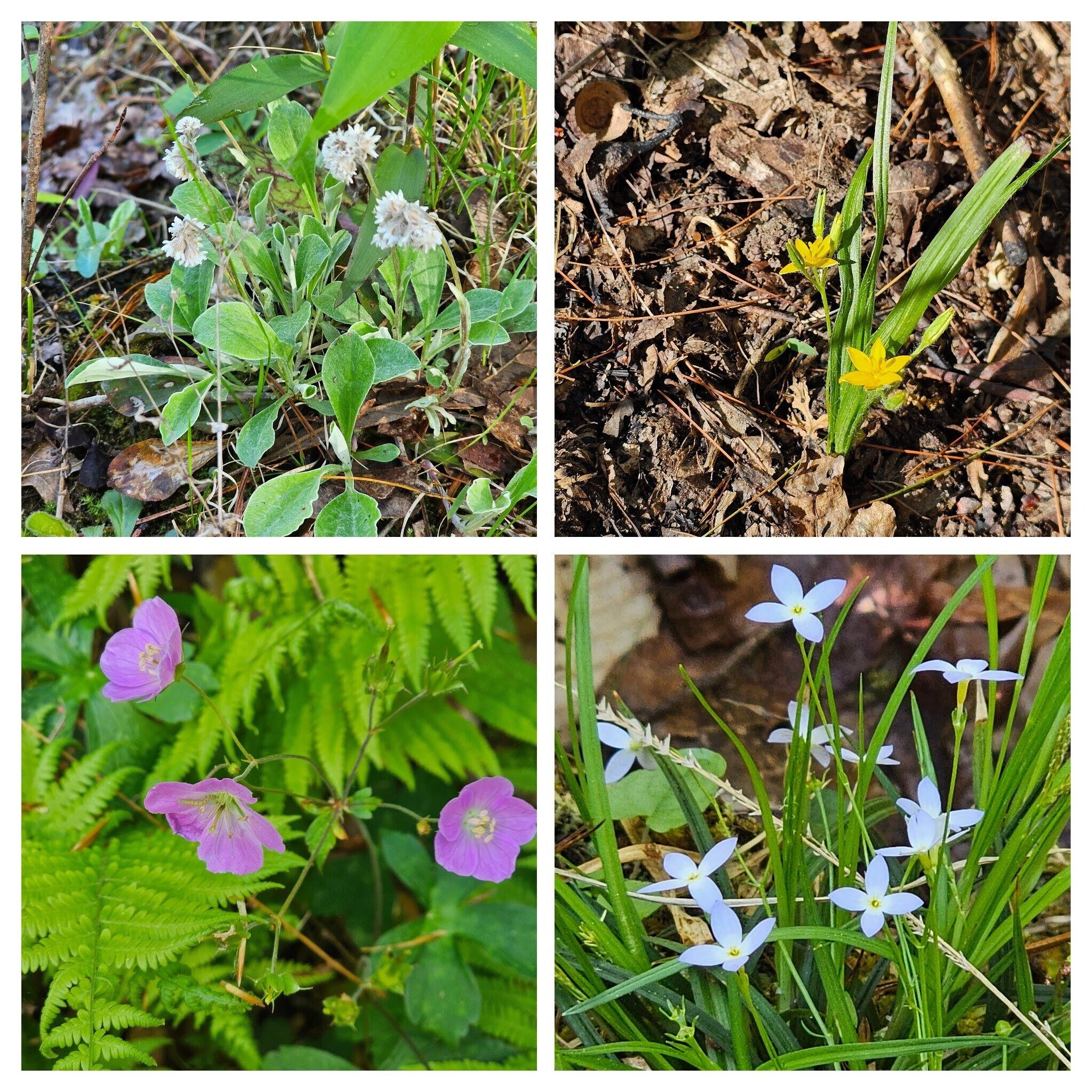 So many wildflowers. From 10 O'clock: Pussy-toes; Yellow Star Grass; Blue-eyed Grass & Wild Geranium.