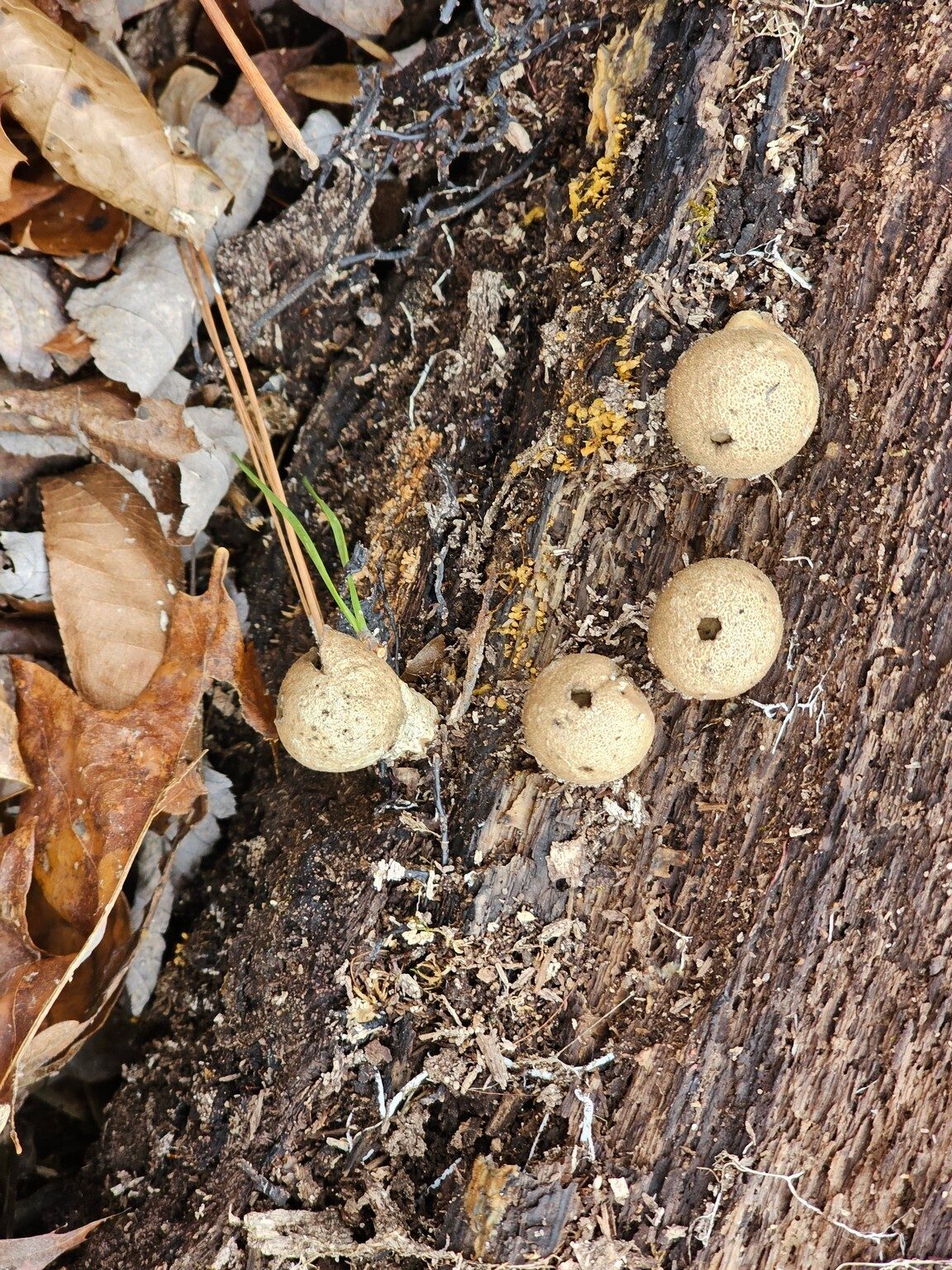 Some curious "Pear-shaped Puffballs" growing on a fallen tree found on our way back.