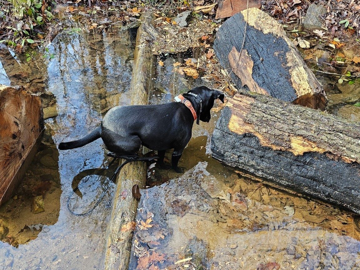 Toby  is an ardent "fisher-dog" and loves getting wet, too.