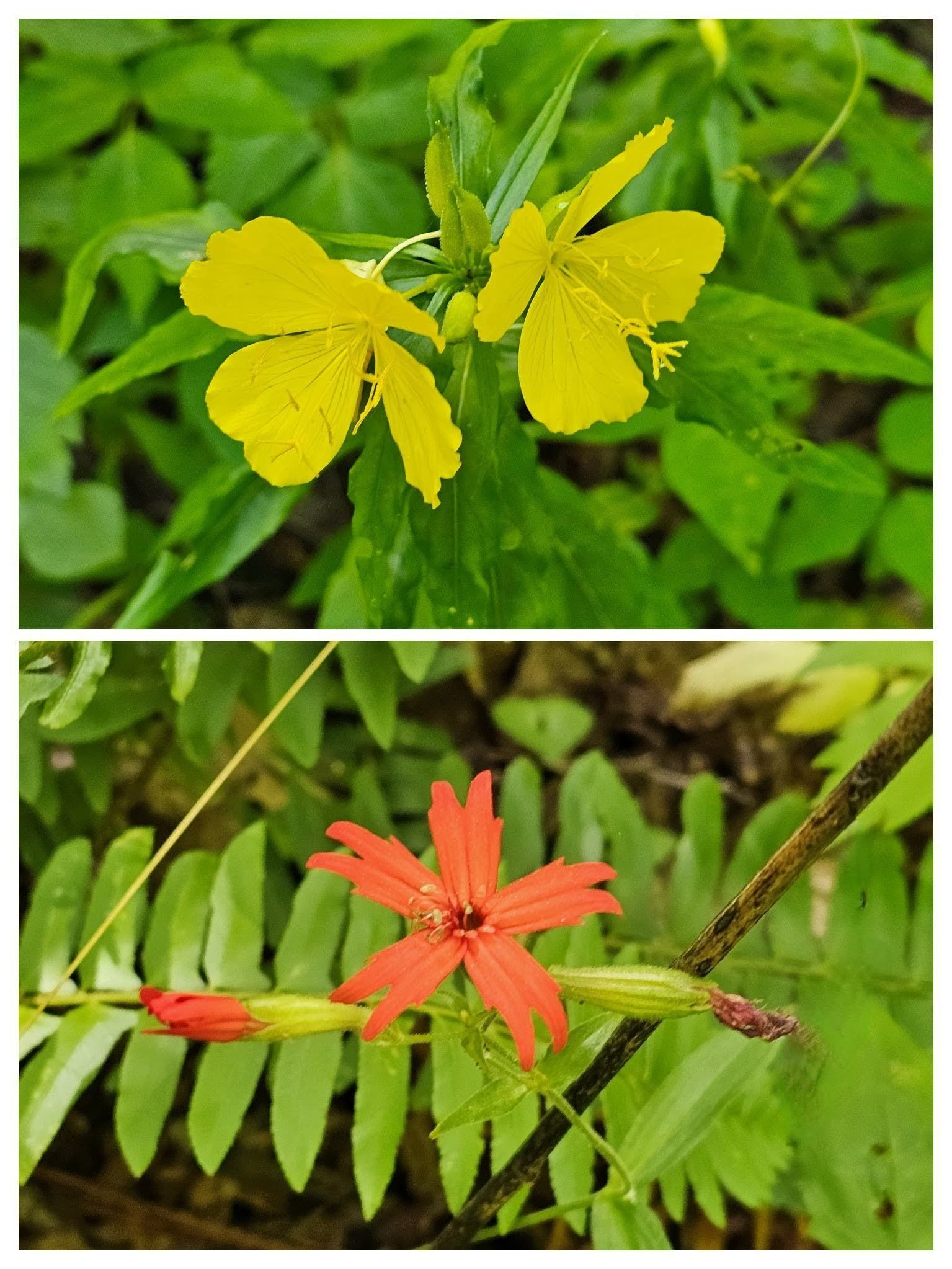 Meadow Evening-Primrose (Top) and Fire Pink (Bottom) spotted by Ken Pardue further up the trail.