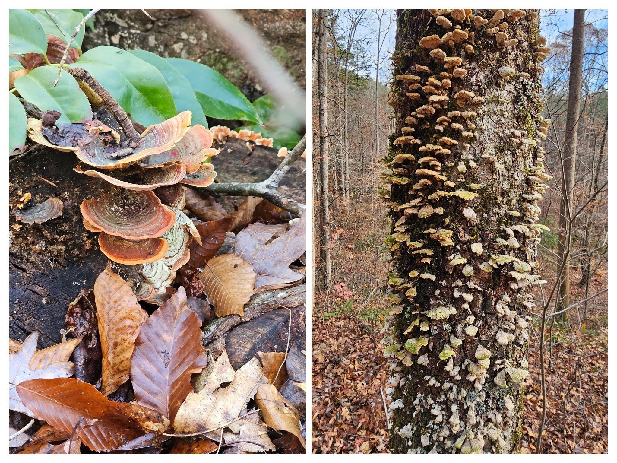 Not a lot of showy fungi to see today with the ongoing dry conditions.