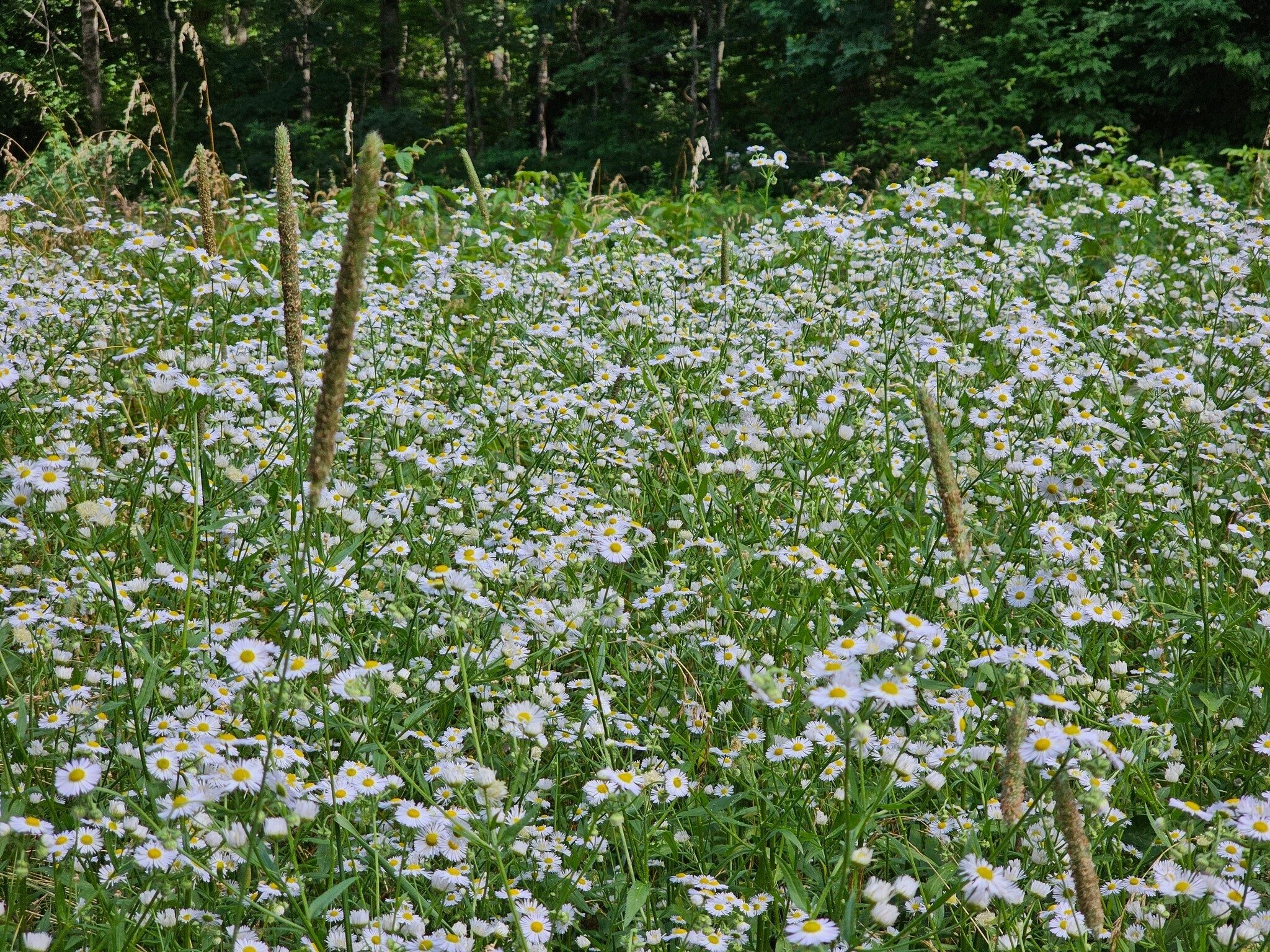 Another small, pretty meadow of Annual Fleabane.