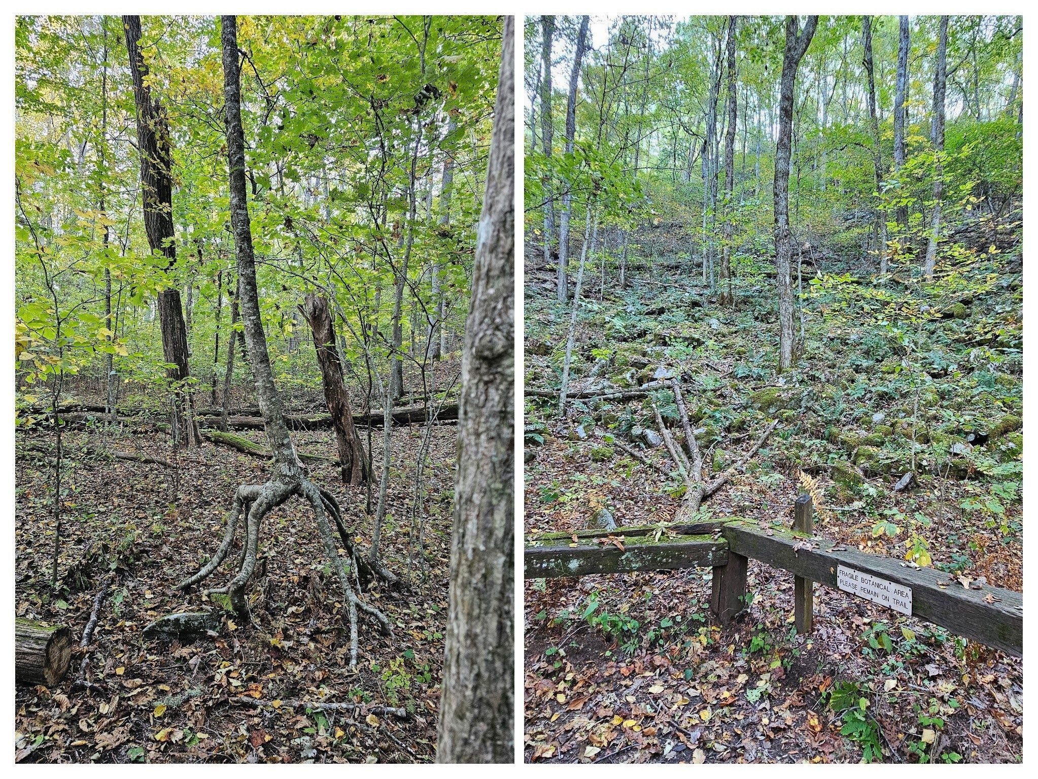 You know, we need to buy that book, "An interpretive guide to the Tennessee Rock Trail" to find out more about this area off the trail and all of those trail markers.