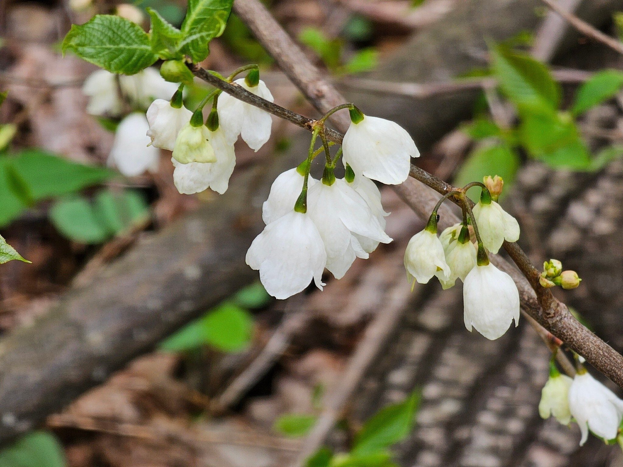 How about that Carolina Silverbell?
