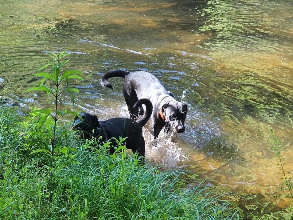 Both Tobys couldn't resist cooling off in the Chattooga River at every chance.