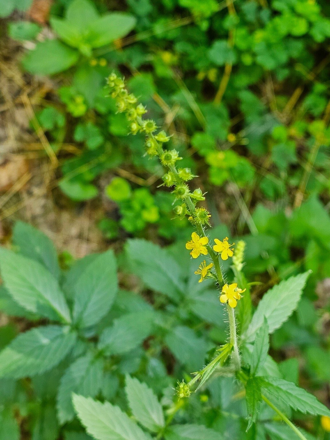A last interesting wildflower, Woodland Groovebur (aka Woodland Agrimony) ??