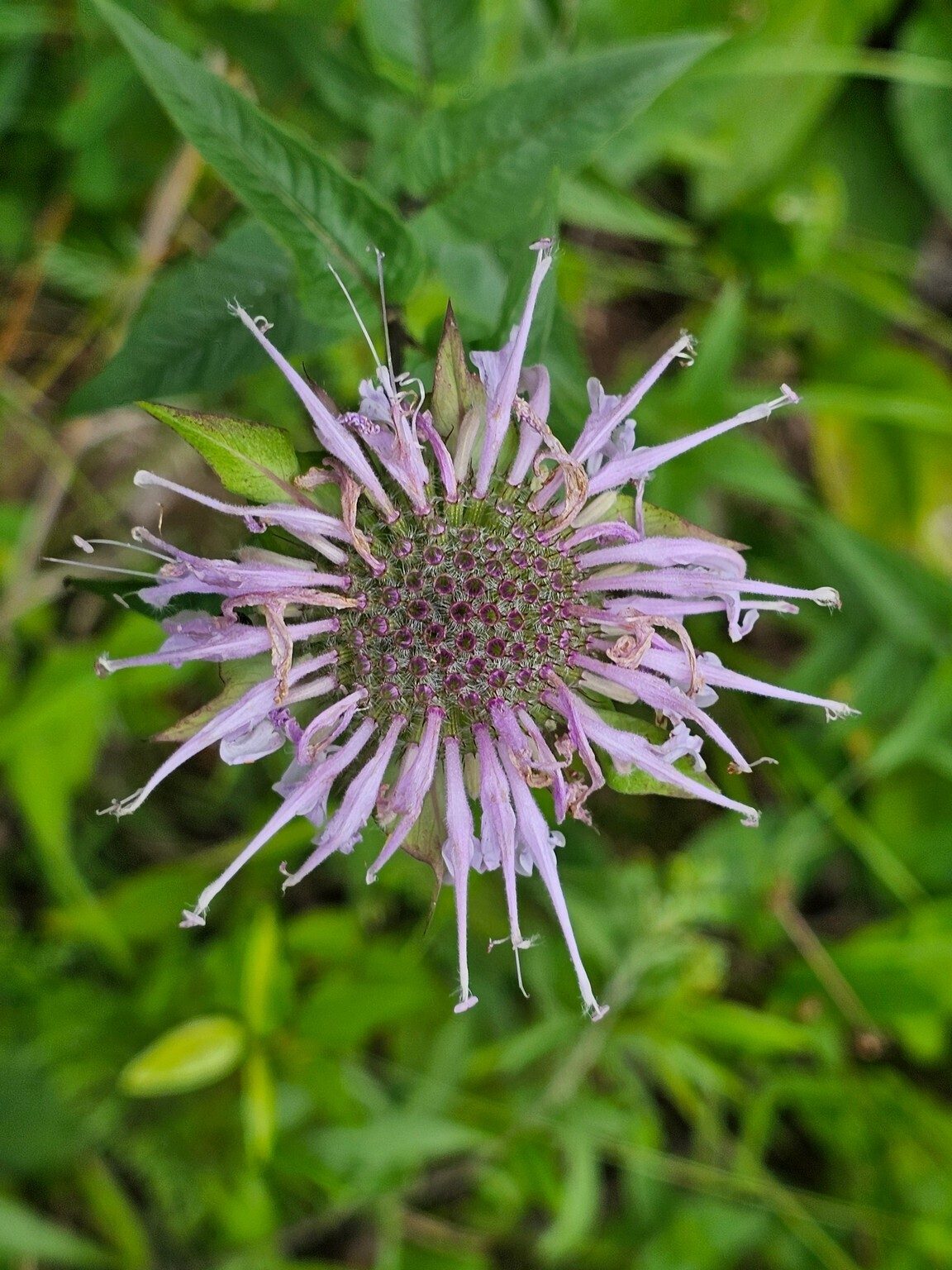 A purple variety of Wild Bergamot or Beebalm seen in a powerline right of way we crossed toward the end of our hike.