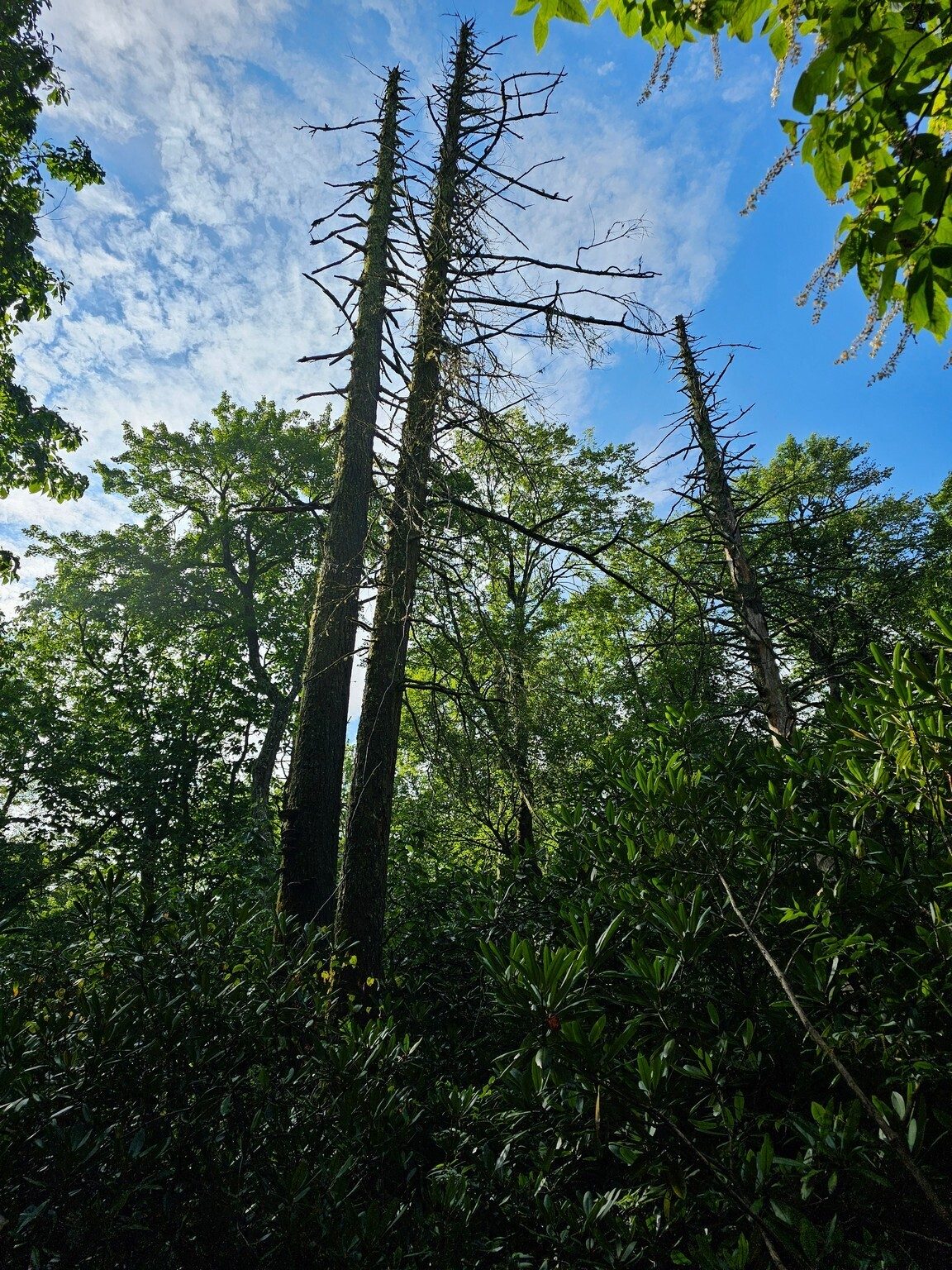 Sad to see this cluster of dead Hemlocks or are they Pines . . . not sure now.