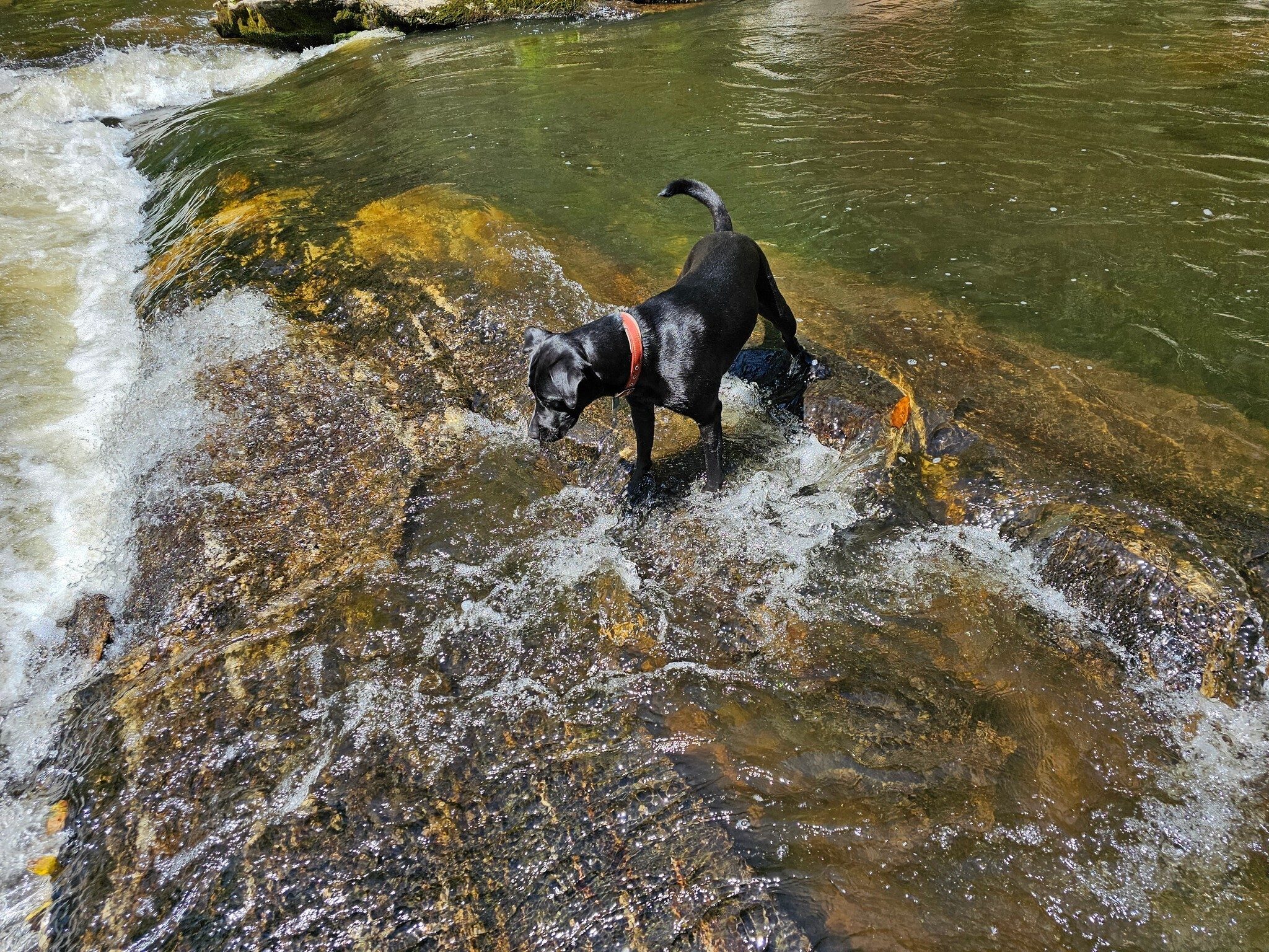 Toby checking out the rapids in the river.