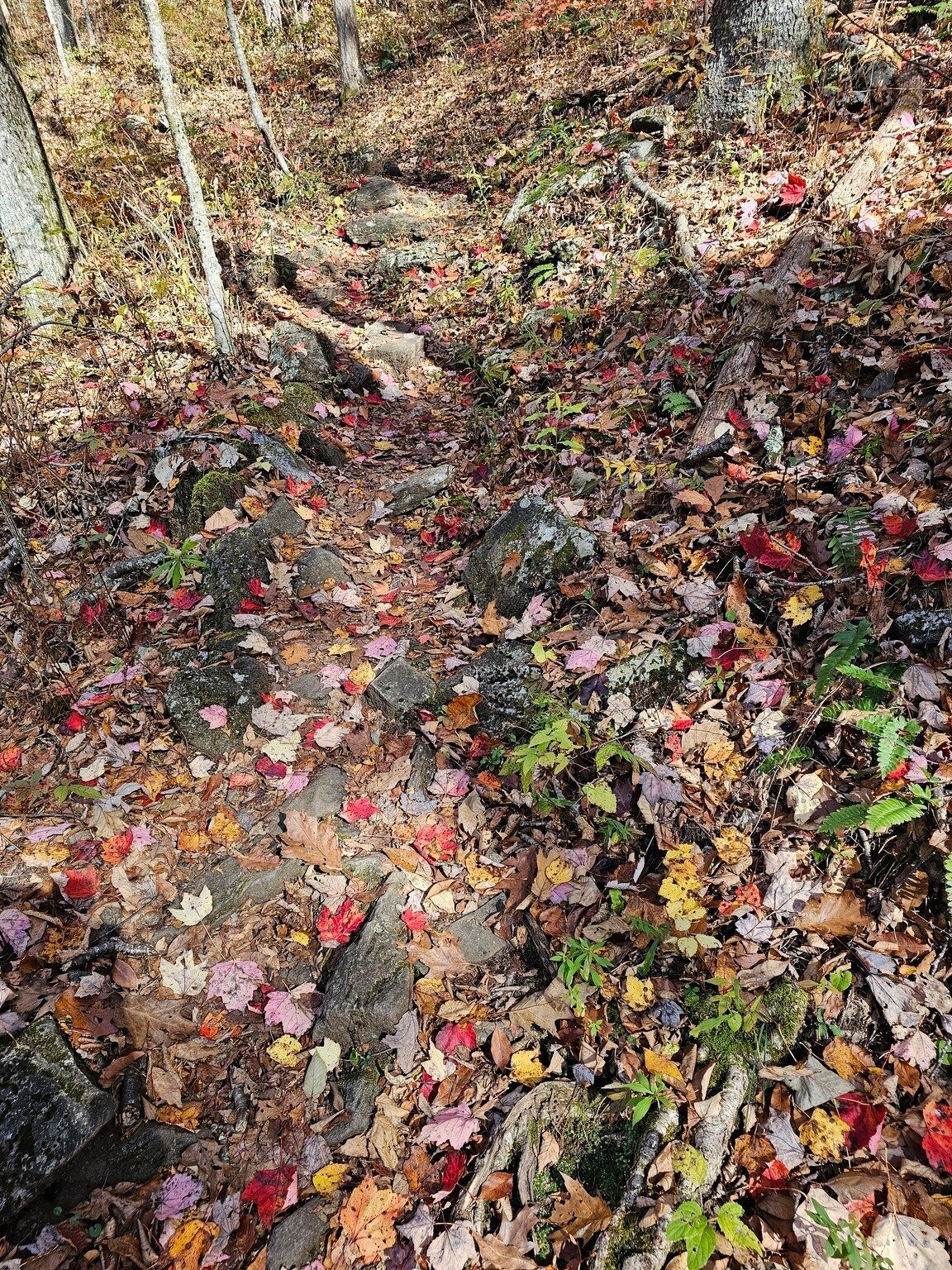 Perhaps the most colorful section of the trail was the leaf litter on a short section of the AT as we finished out hike.