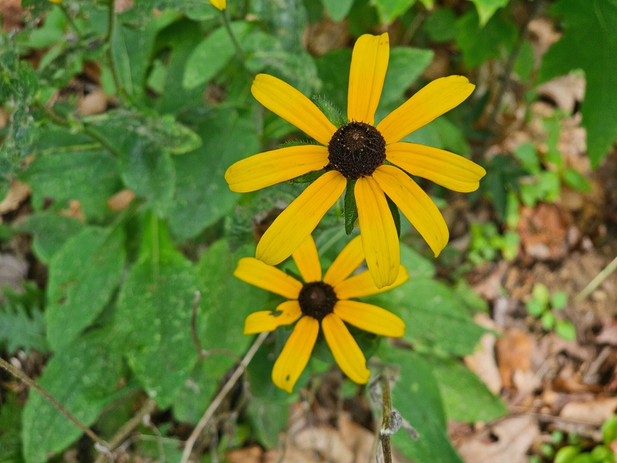 Some really large Black-eyed Susans along the trail enroute to the Siler Bald Shelter.
