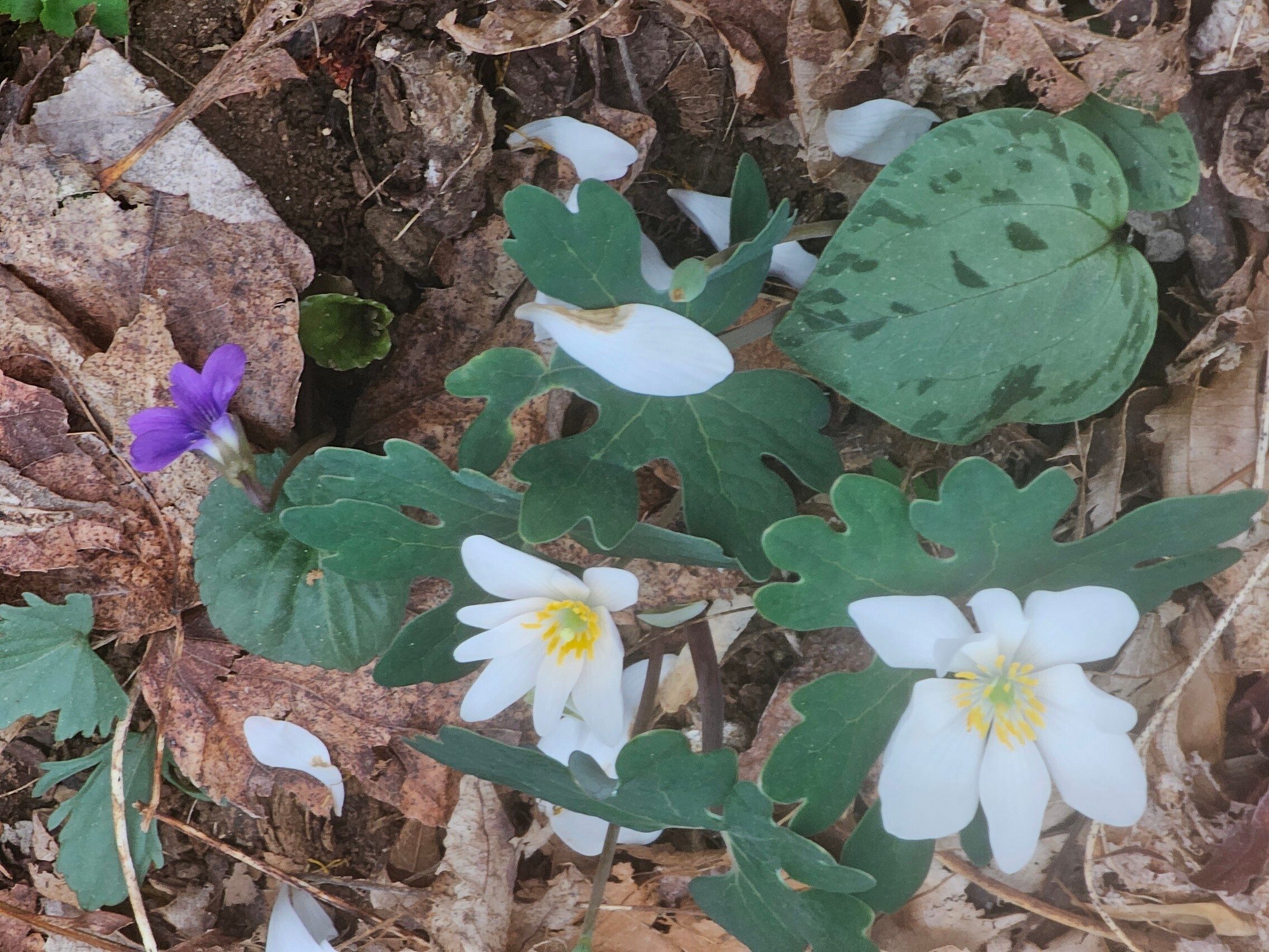 Nice Bloodworts.