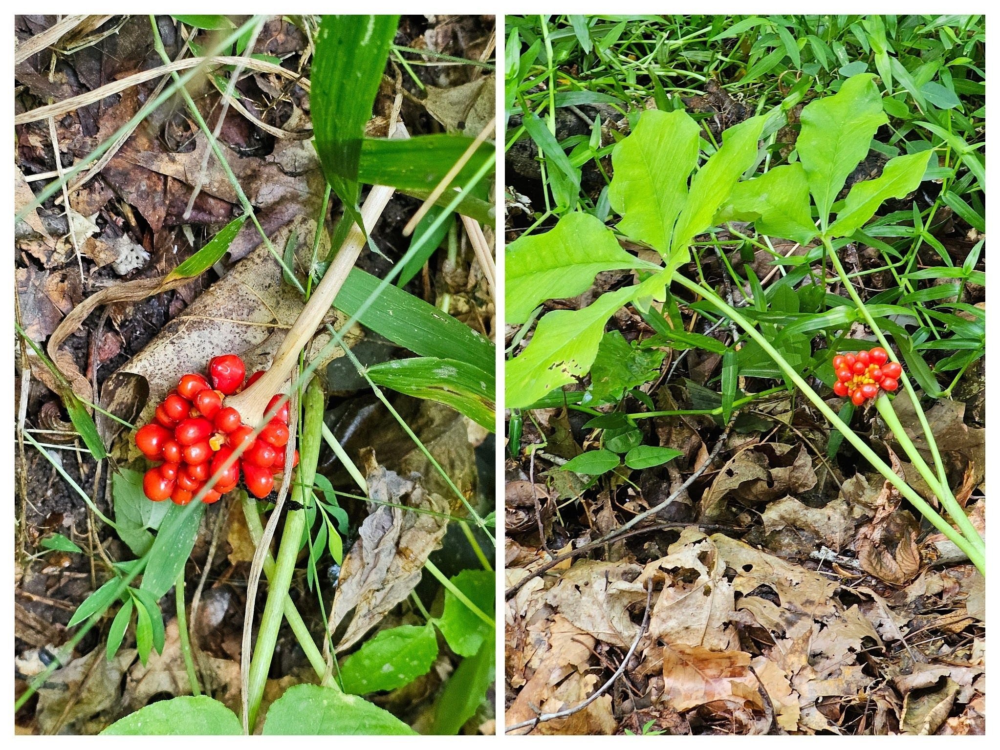 Nope, not Trillium, but Jack-in-the-pulpit.