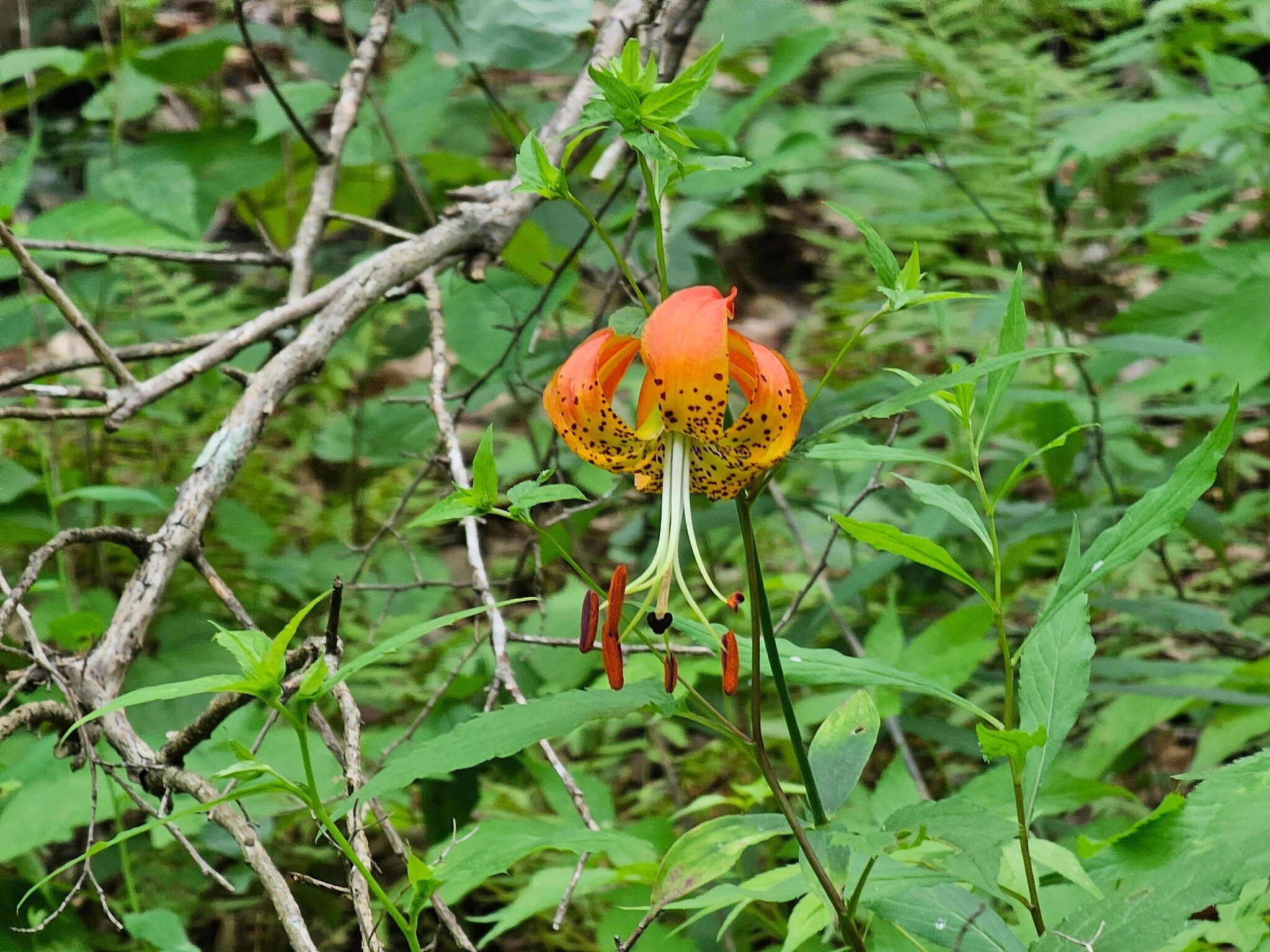 I think this is a Carolina Lily, not an American Turk's-cap Lily?