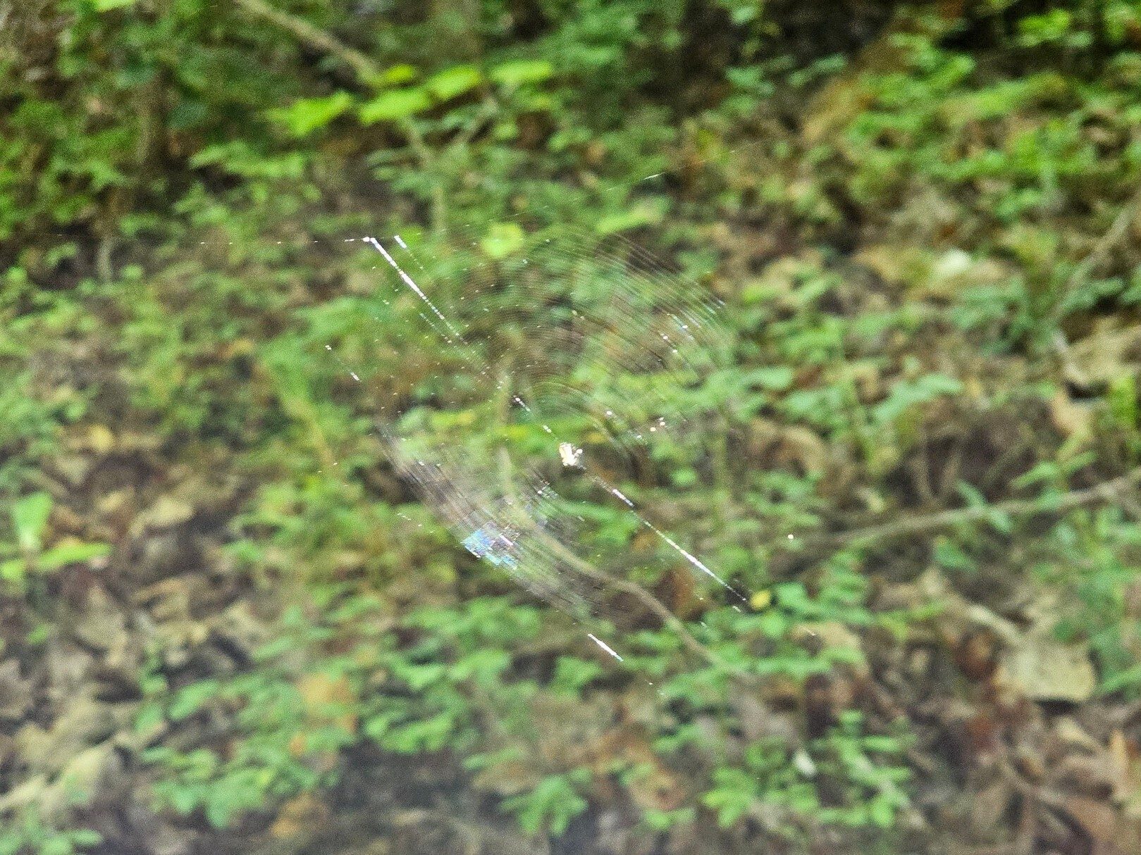 The Joro Spiders are coming!